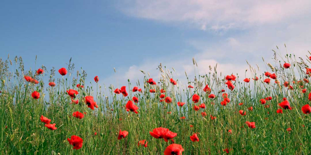 August Flower of the Month: Poppy