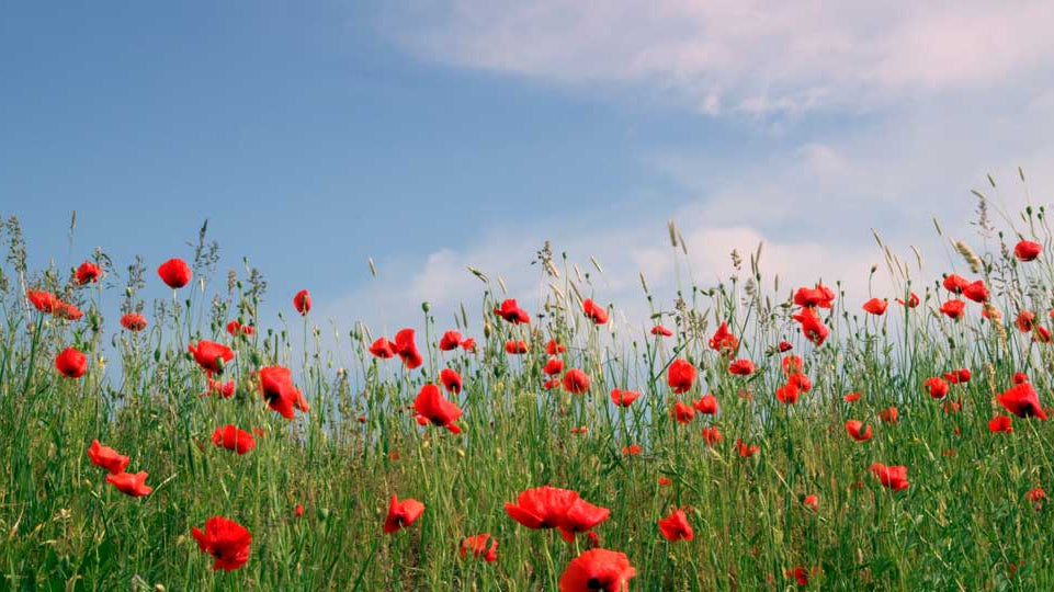 August Flower of the Month: Poppy