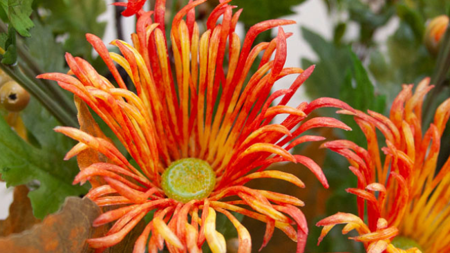 Create The Perfect Artificial Wreath for Autumn