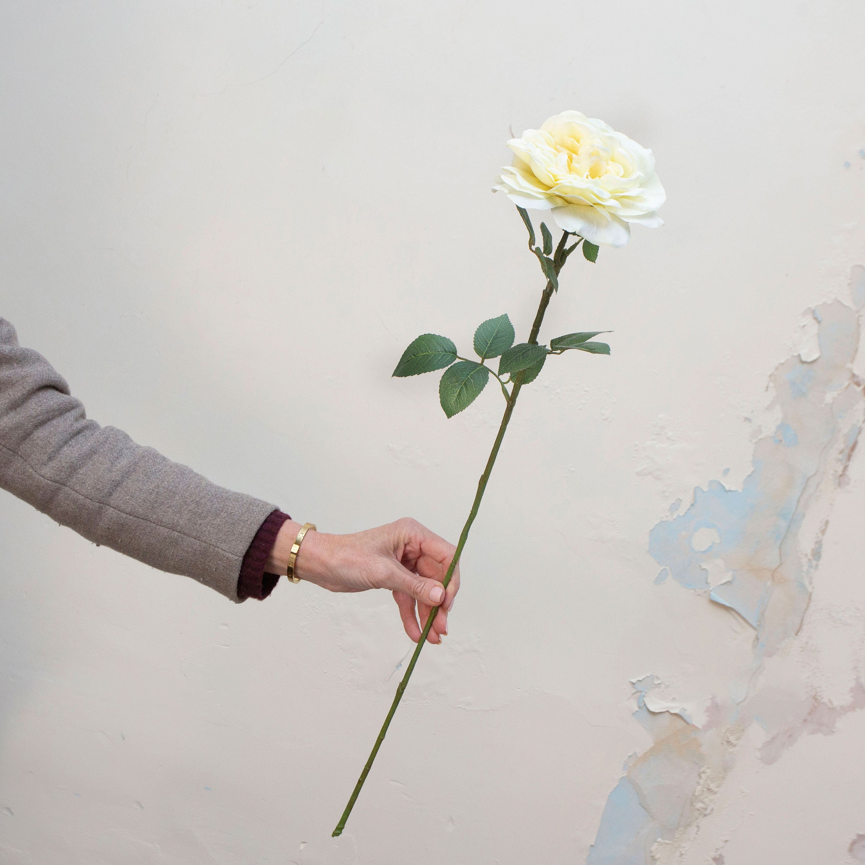 Artificial open cream Sophia rose stem held in hand, featuring fully open layered petals and green foliage