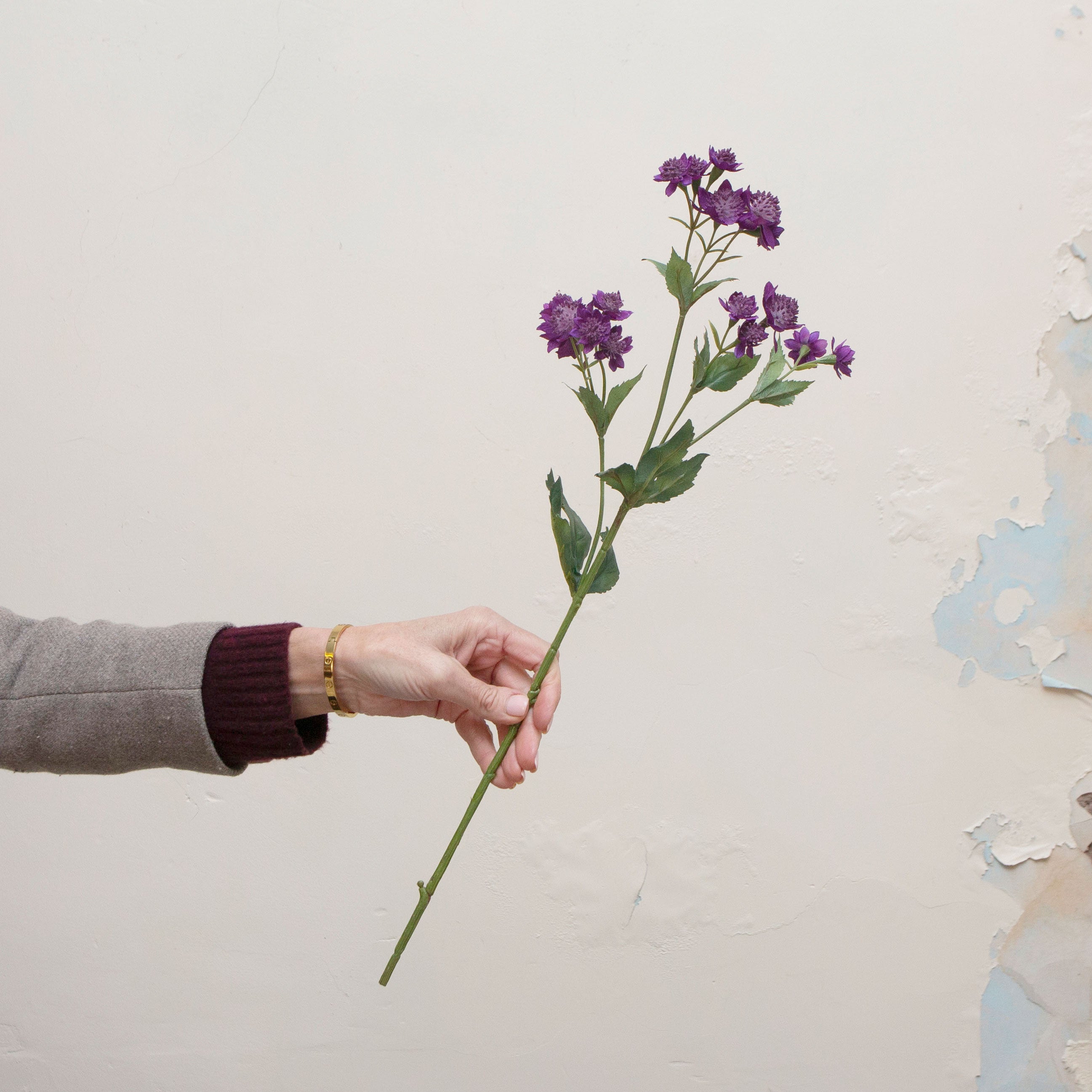 Artificialdeep purple astrantia stem being held in hand, featuring delicate star-shaped astrantia flowers with textured central pincushions and fine branching on a natural-look green stem