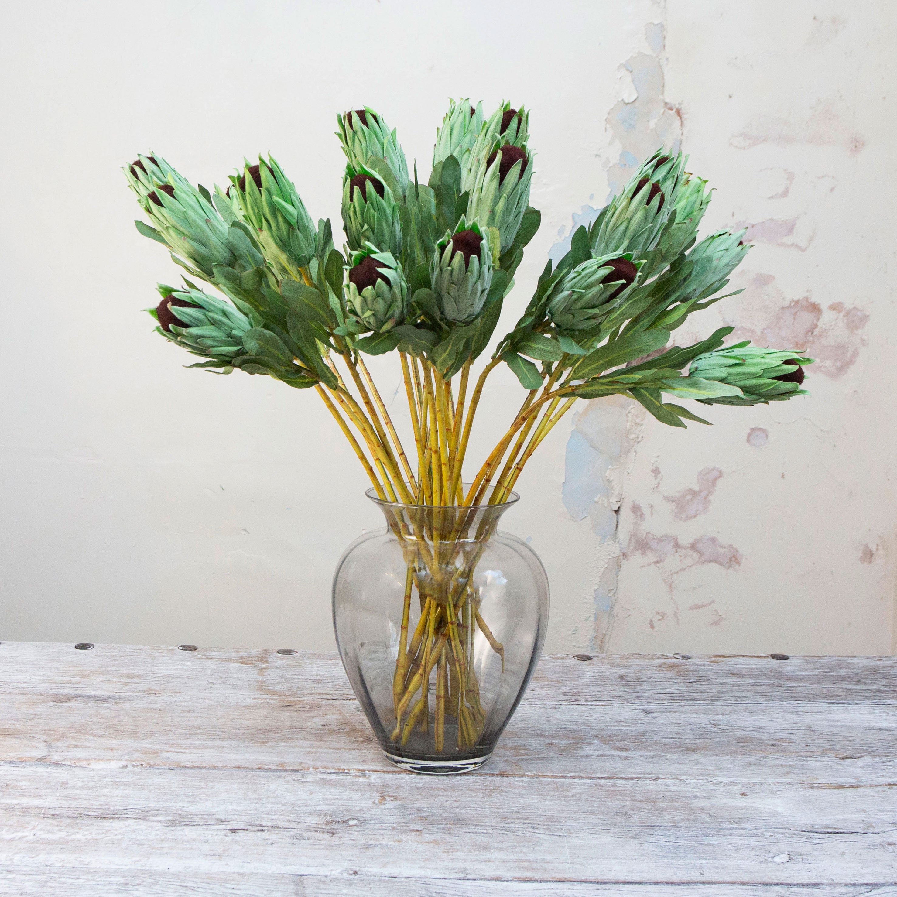 Artificial green protea stems with deep burgundy centres displayed in vase