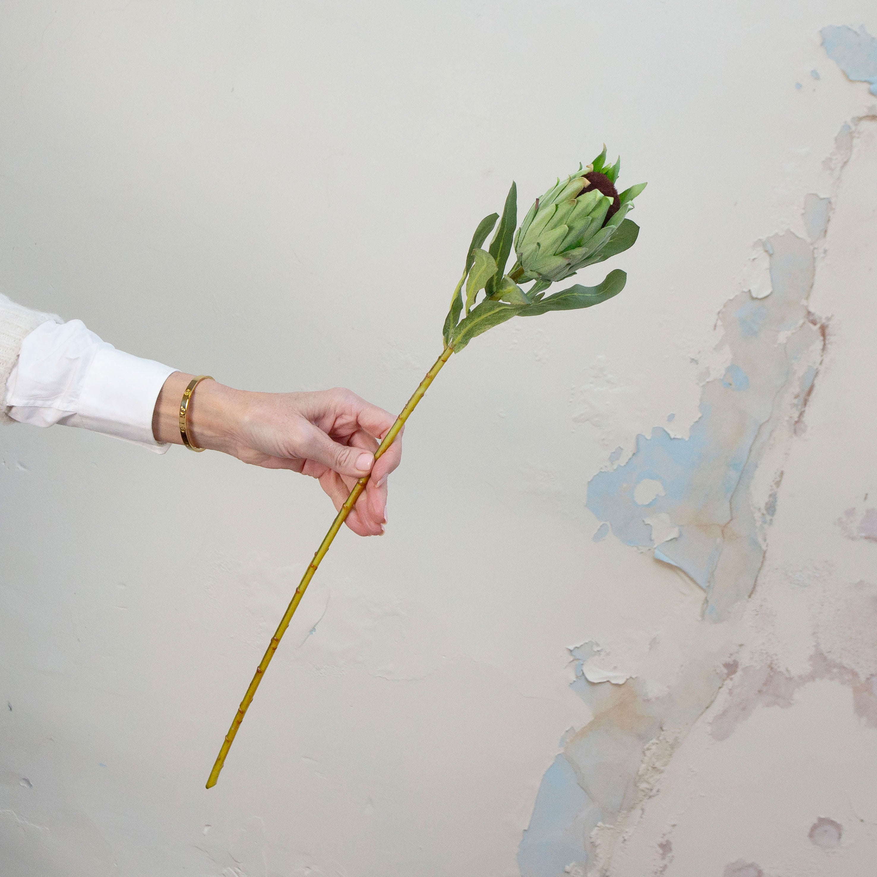 Hand holding artificial green protea stems with burgundy centre