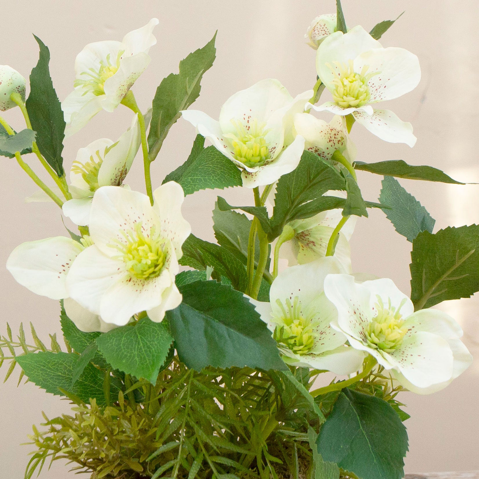 Artficial hellebore flowers arranged in a moss pot with foliage and willow