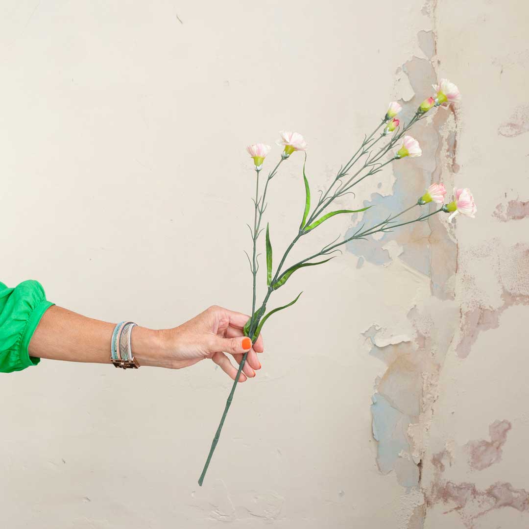 Pale Pink Carnations on a Long Stem Peony