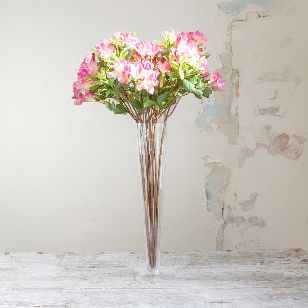 Pink Rhododendron with Leaves on a Woody Branch Peony