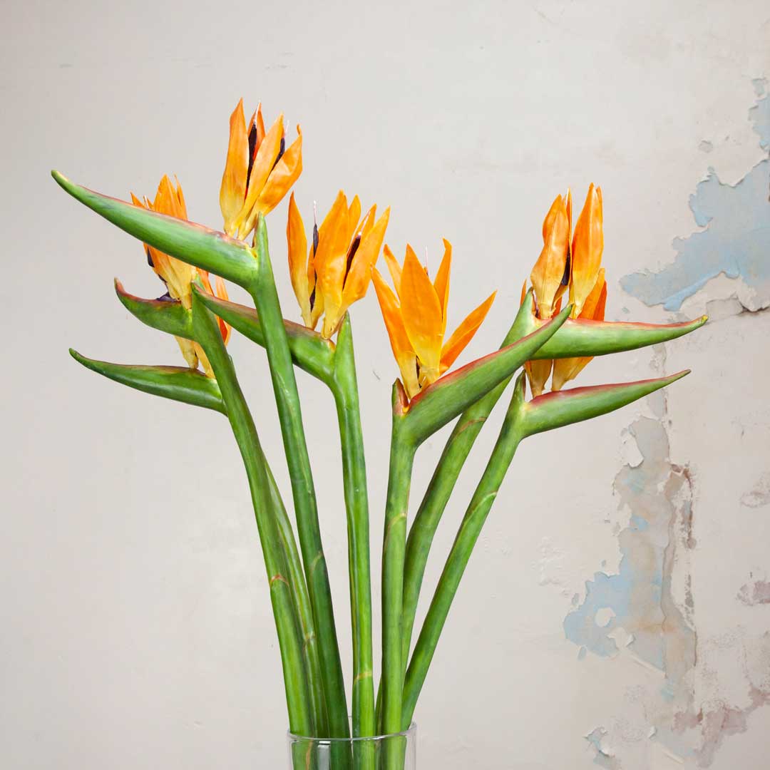 Bird Of Paradise on a Long Stem Peony