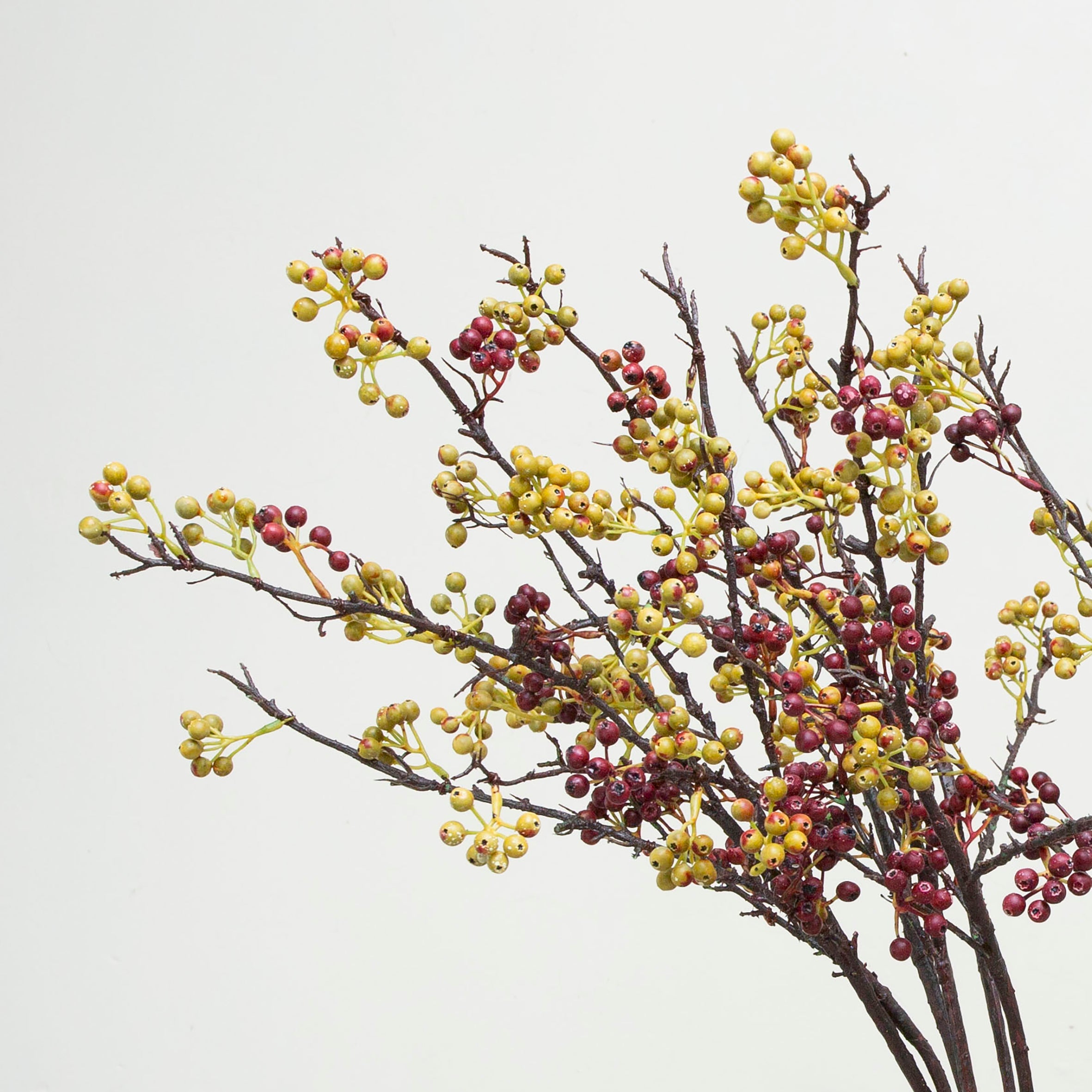 Woody branch of hand painted berries. Peony