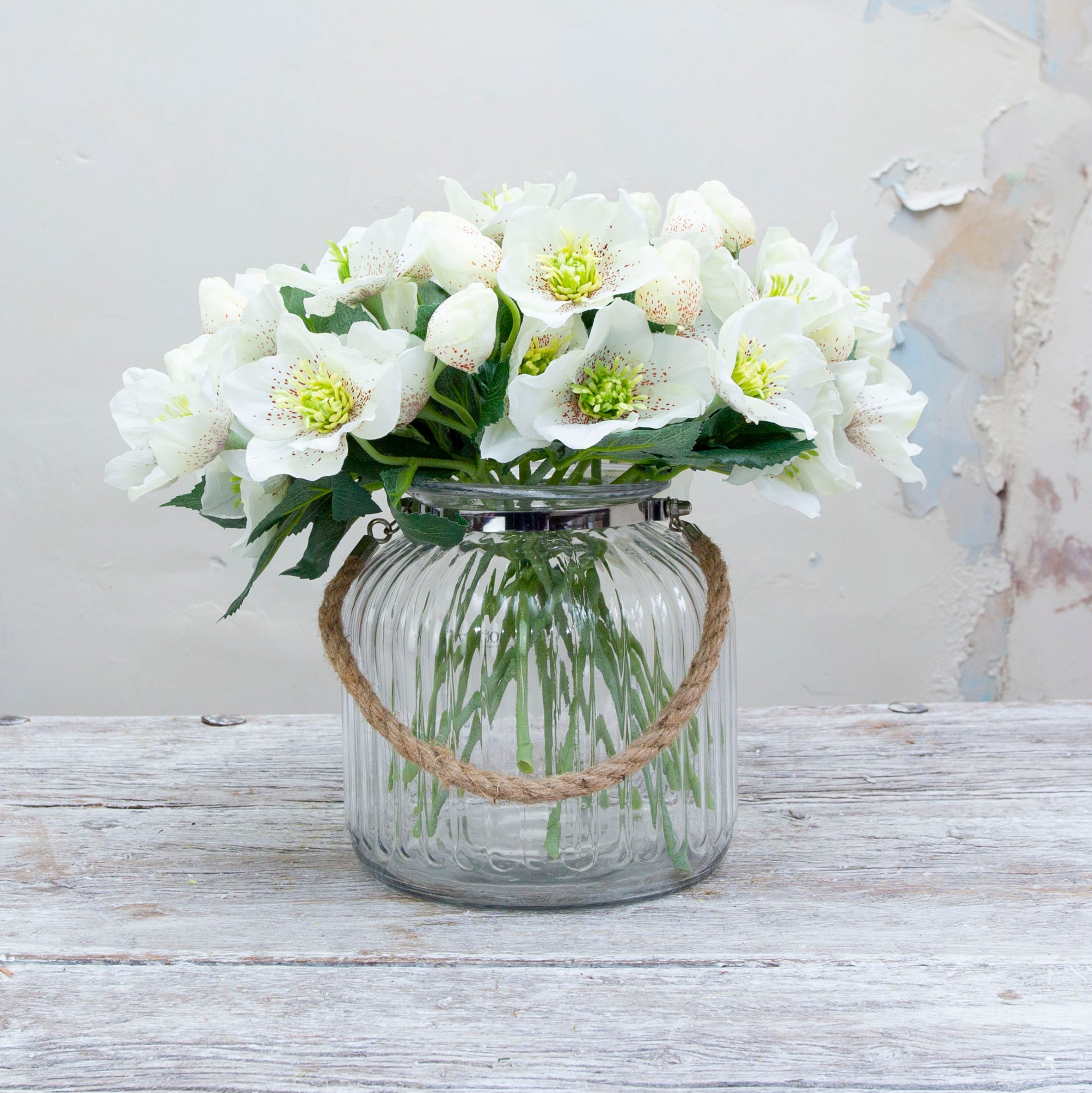 Bridal white hellebore with bud. Peony