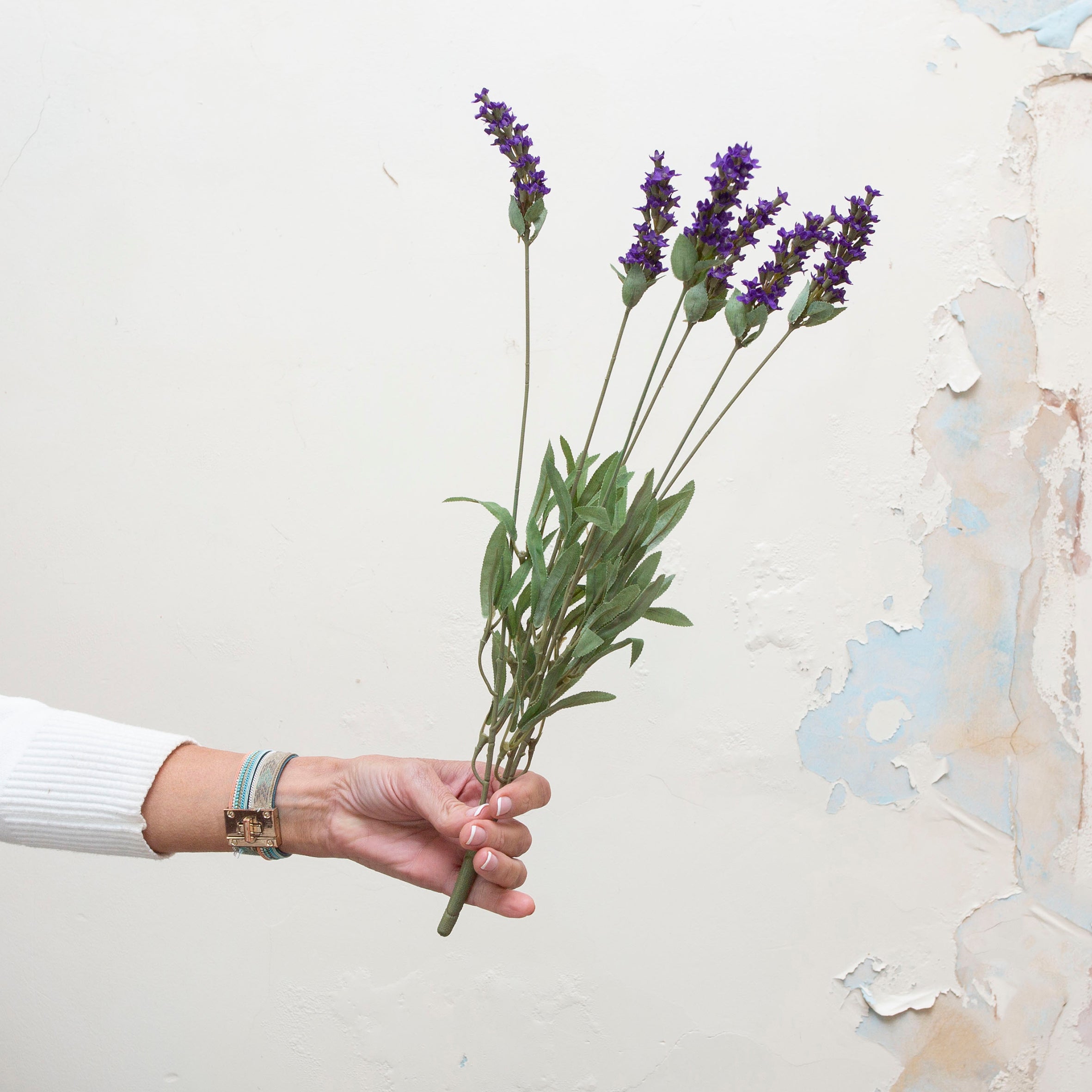 Hidcote blue lavender bush. Peony