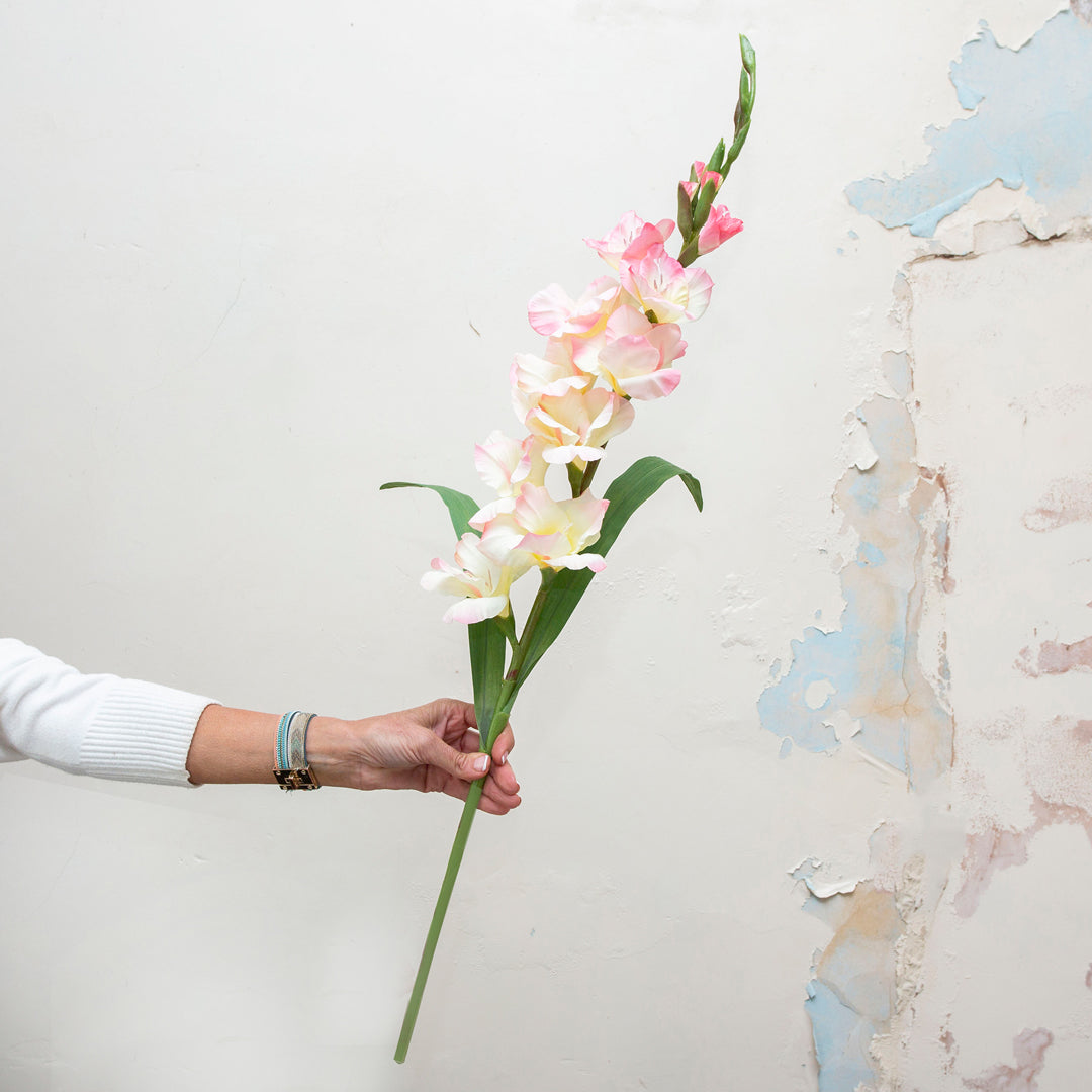 Extra long stem of gladiolus in white with a hint of pink.