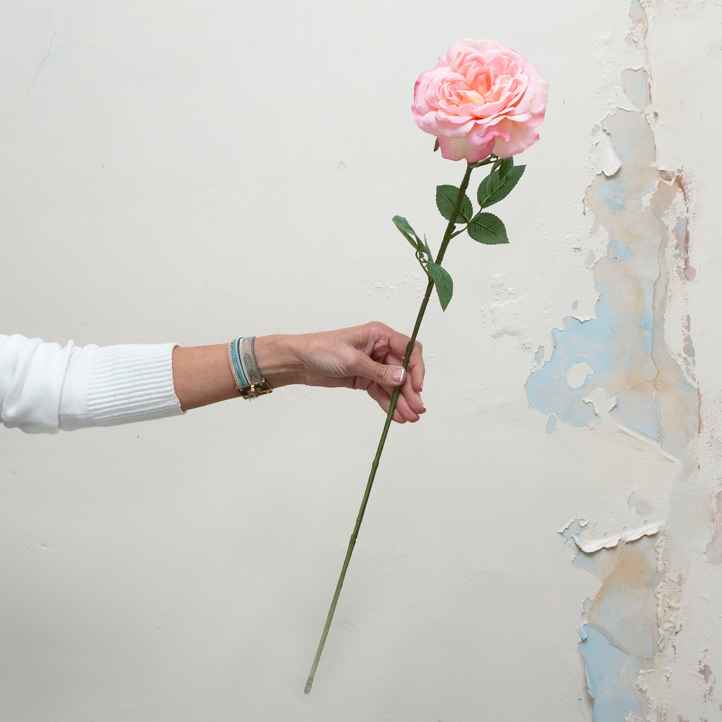 Pale pink Sophia rose with leaves. Peony