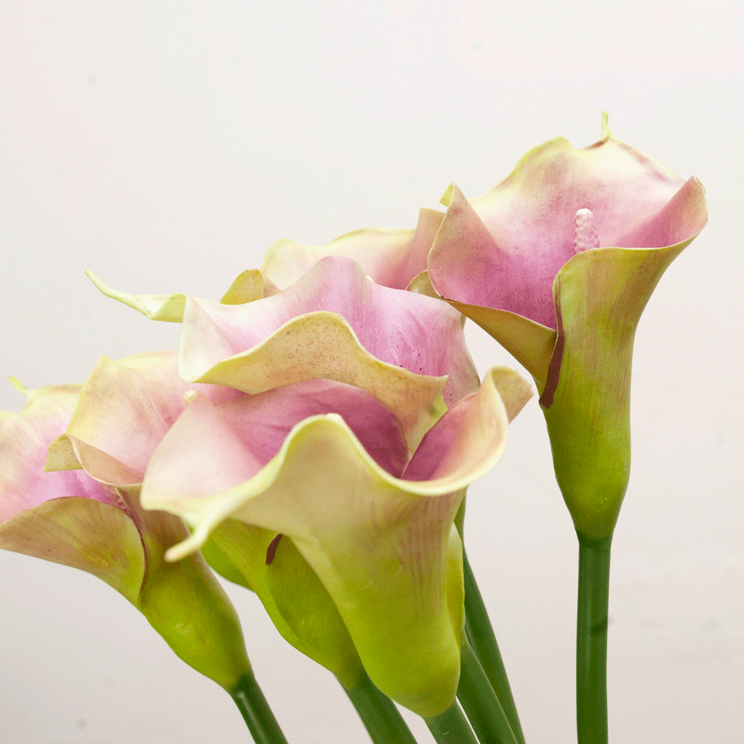 Green long stem calla lily Peony