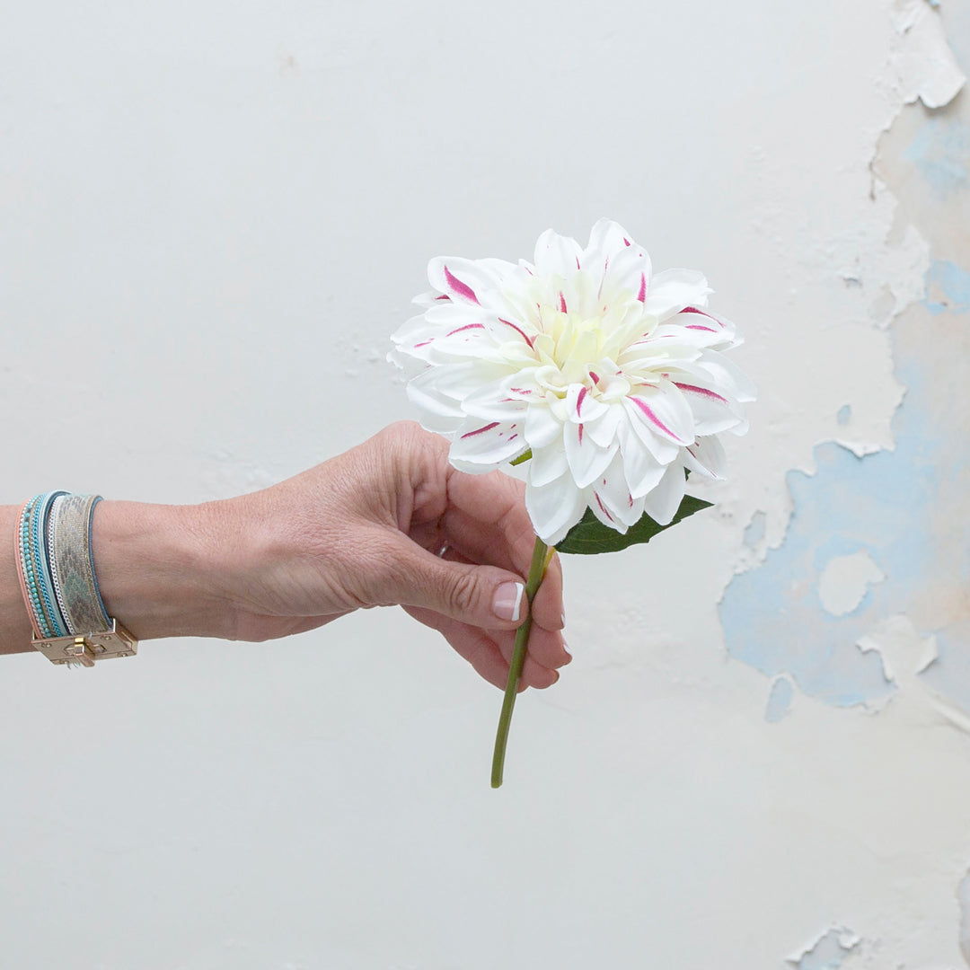 Bridal white Dalia pick with fuchsia pink stripe.
