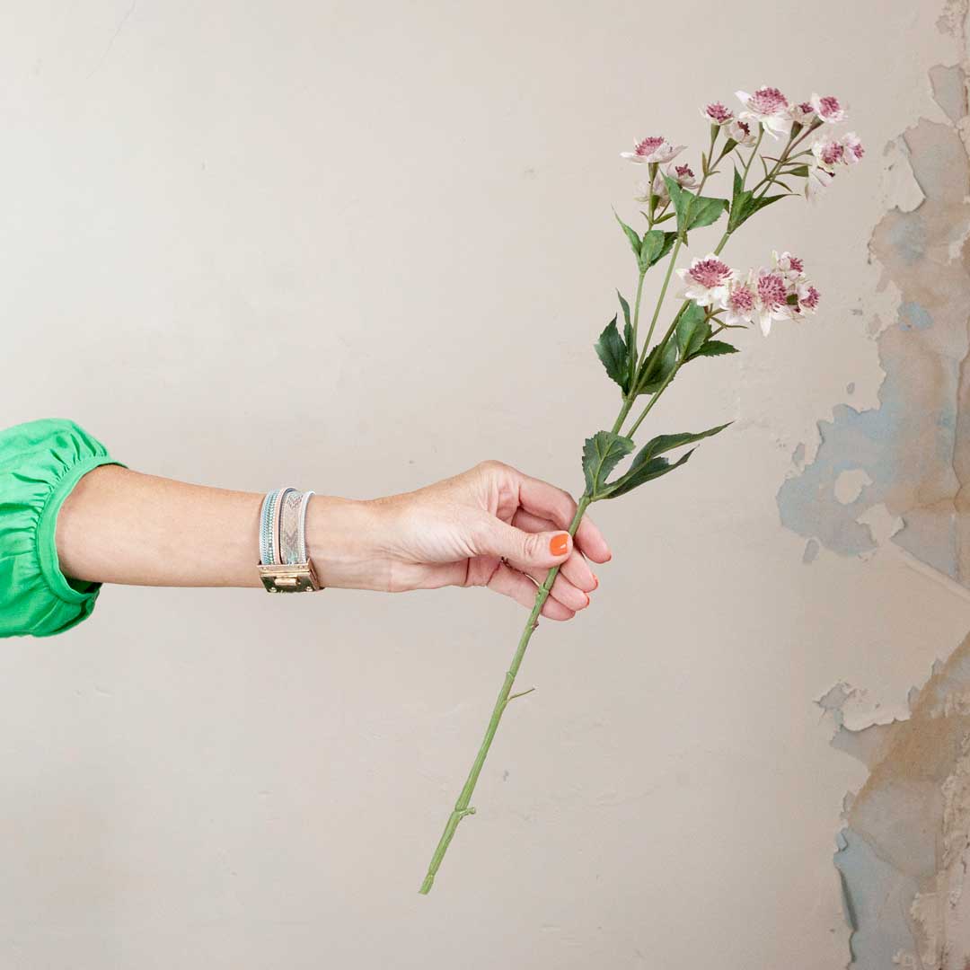 Pink Astrantia with Leaves on a Long Stem Peony