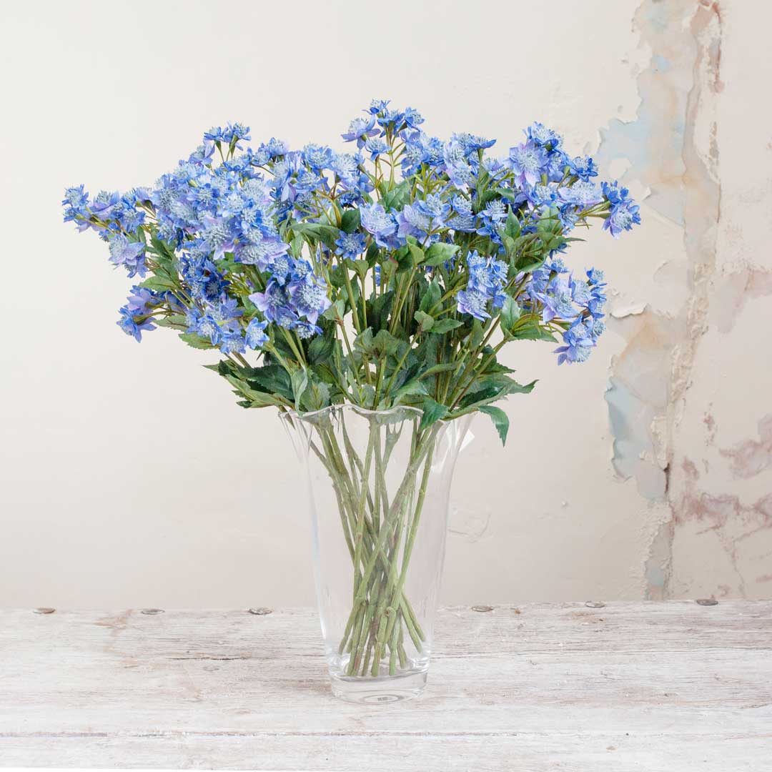 Blue Astrantia with Leaves on a Long Stem Peony
