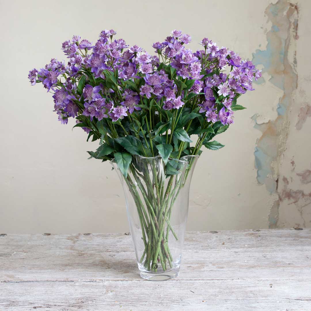 Purple Astrantia with Leaves on a Long Stem Peony