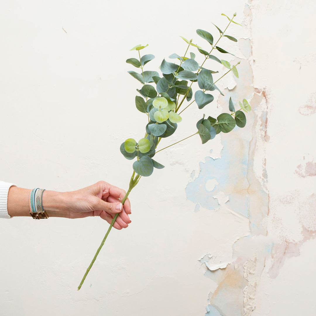 Silver green leaf eucalyptus stem.