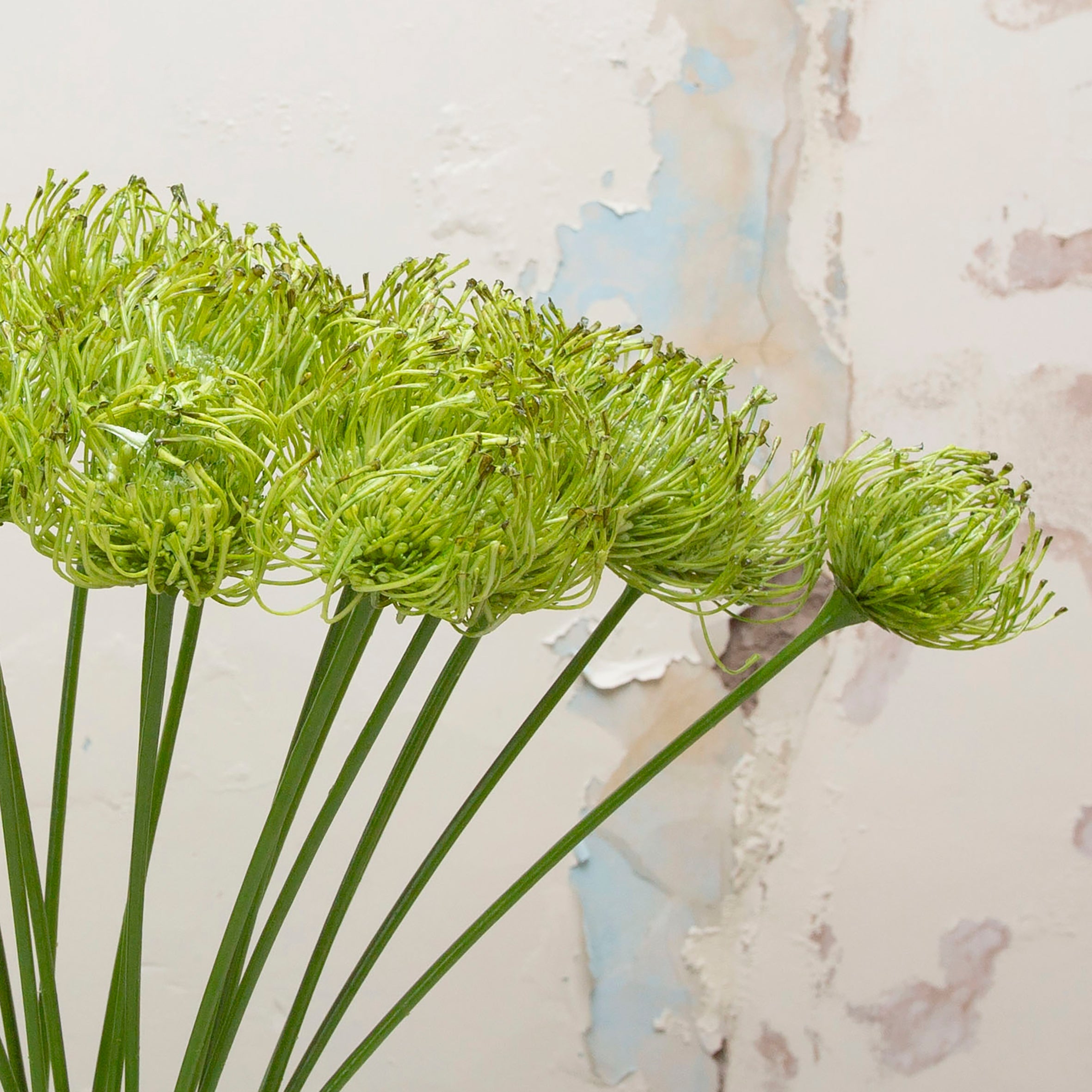 Green Protea that is real touch on a long stem. Peony
