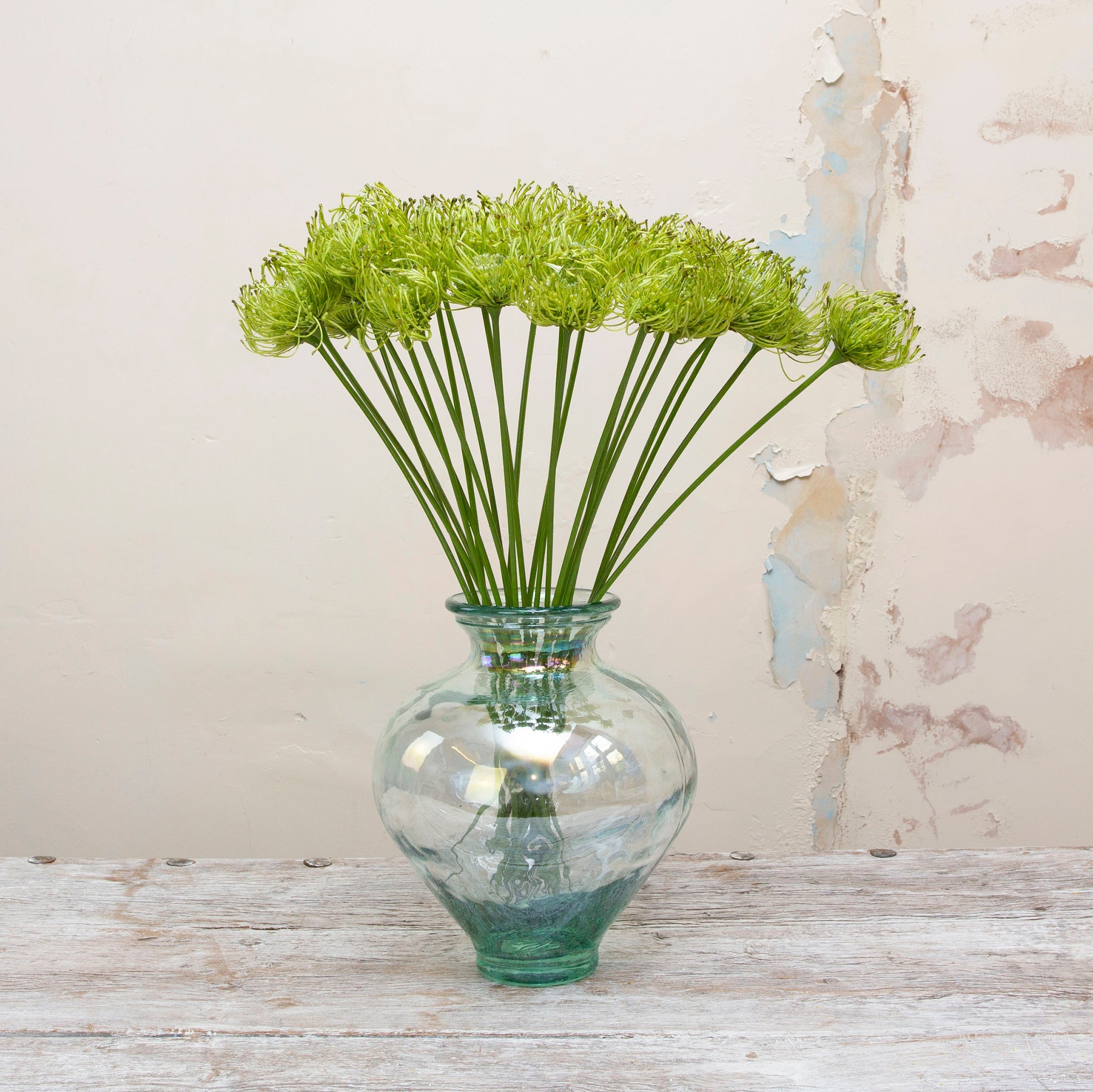 Green Protea that is real touch on a long stem. Peony