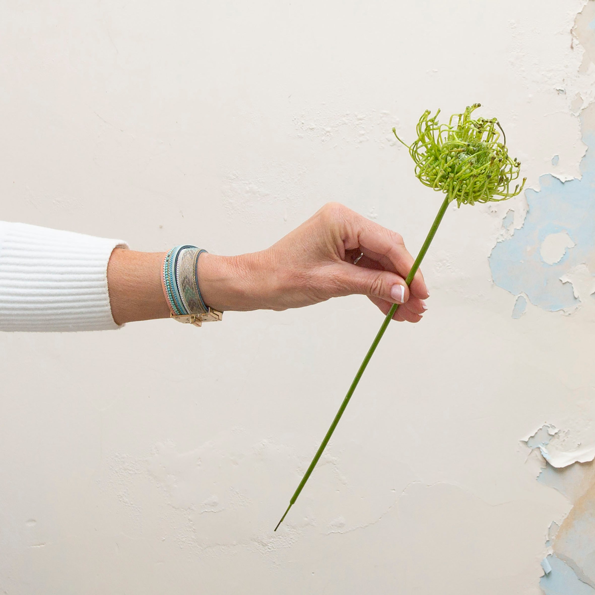 Green Protea that is real touch on a long stem. Peony