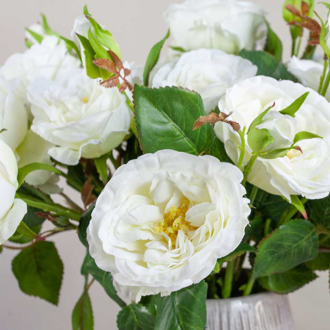White Old English Rose Spray with Buds and Leaves Peony
