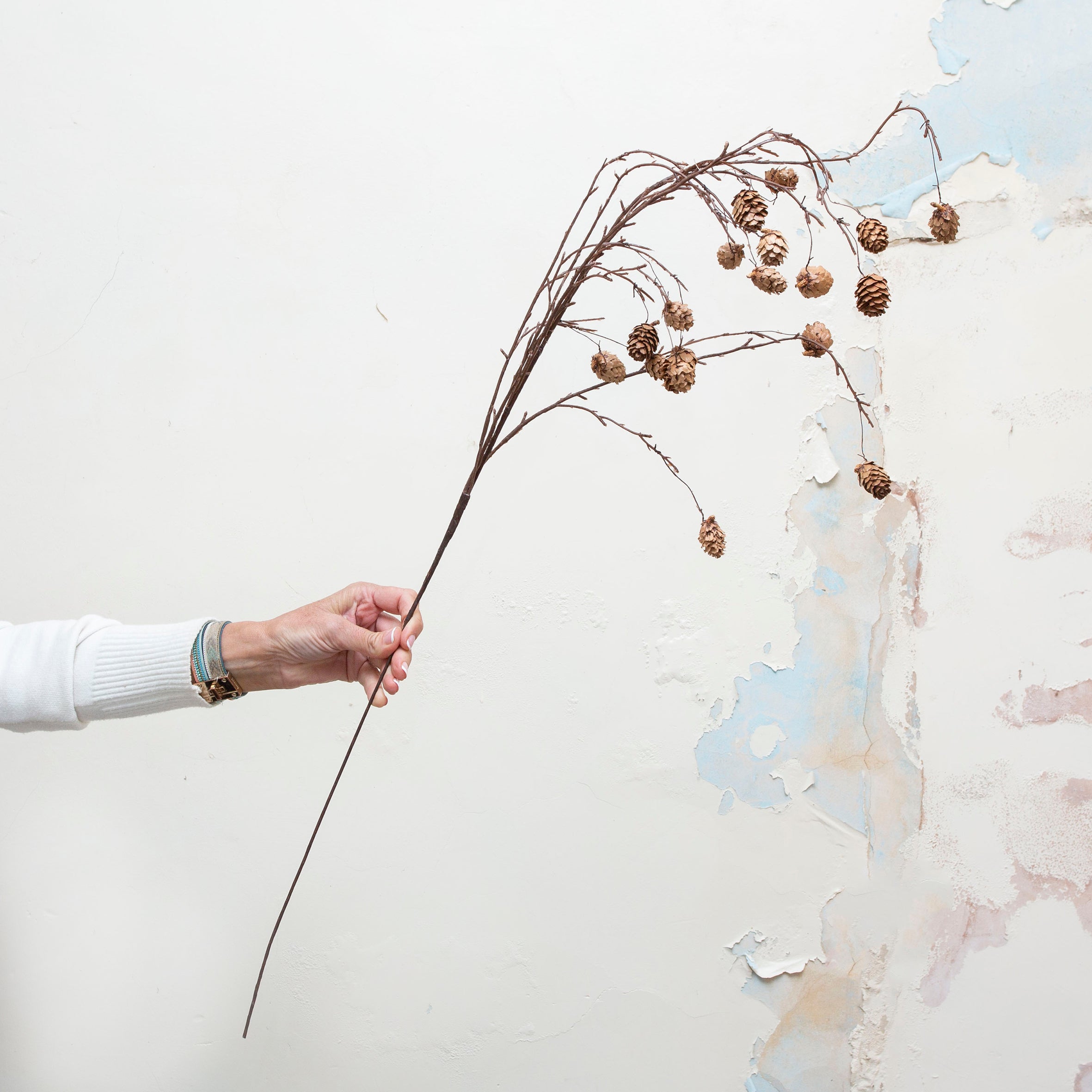 Long Stemmed, Pine Cones on a Woody Branch. Peony
