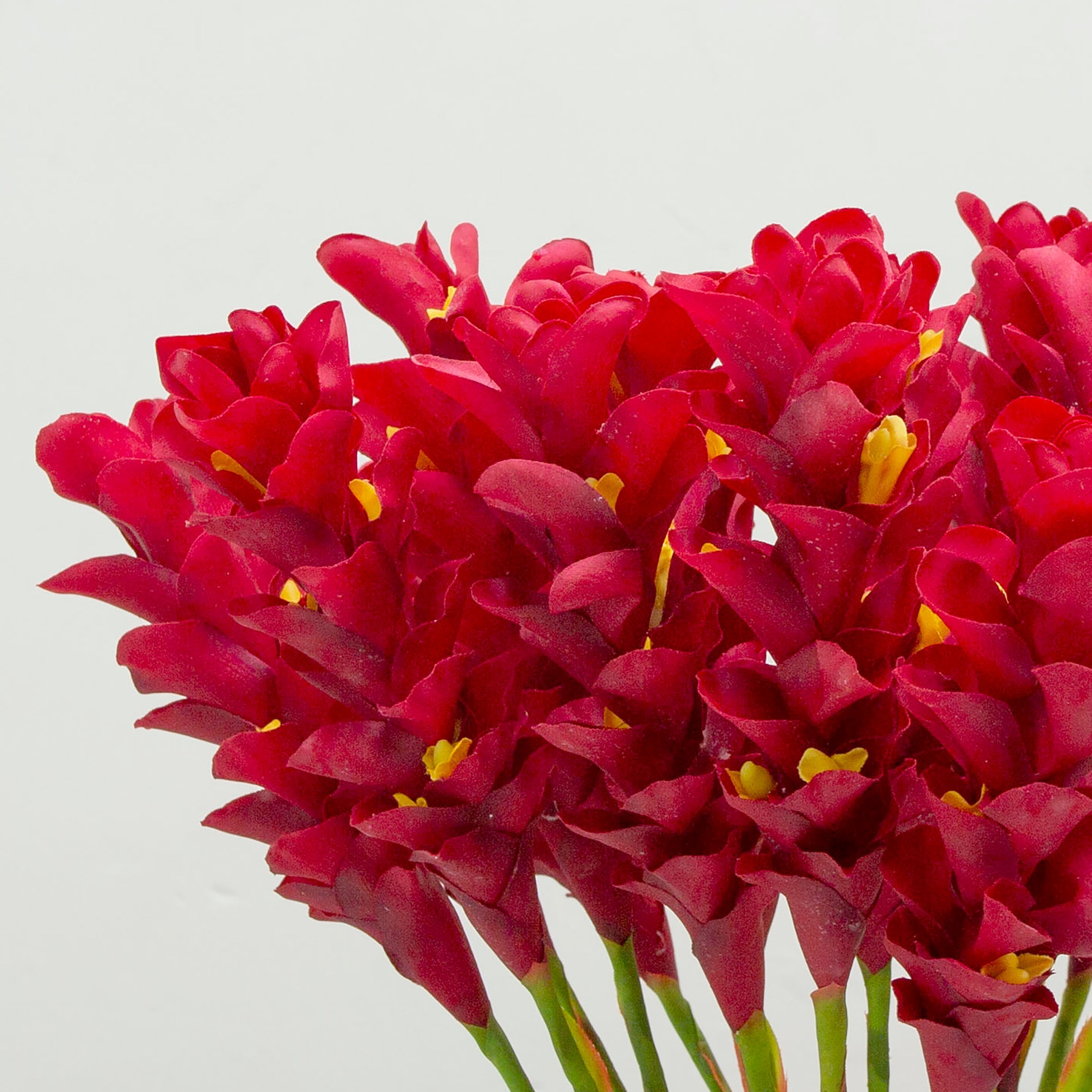 A real touch vibrant red ginger torch on a long stem. Peony
