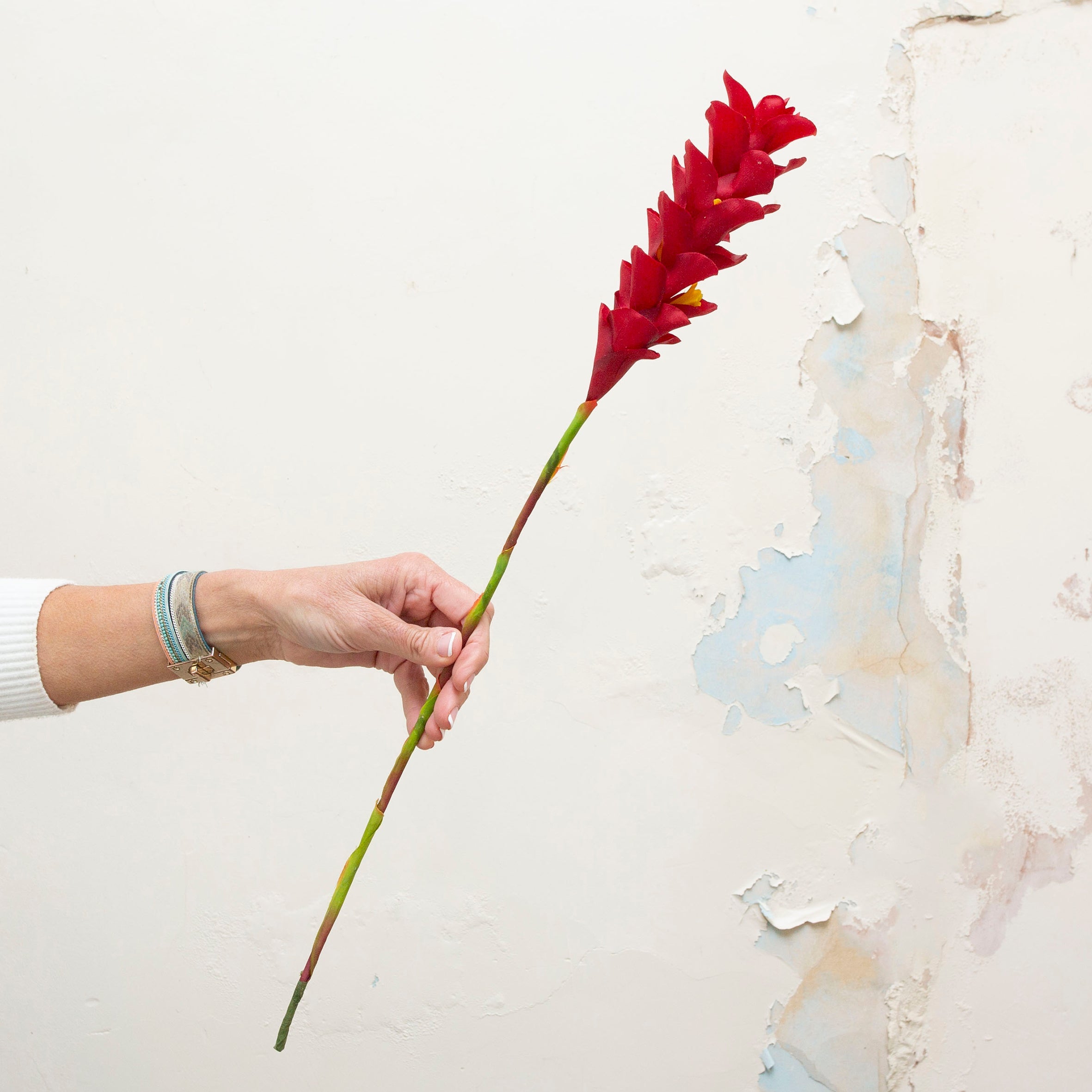 A real touch vibrant red ginger torch on a long stem. Peony