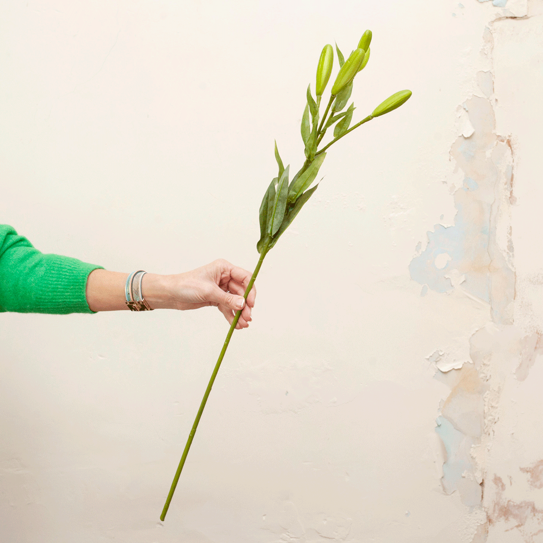 Green lily buds and leaves Peony