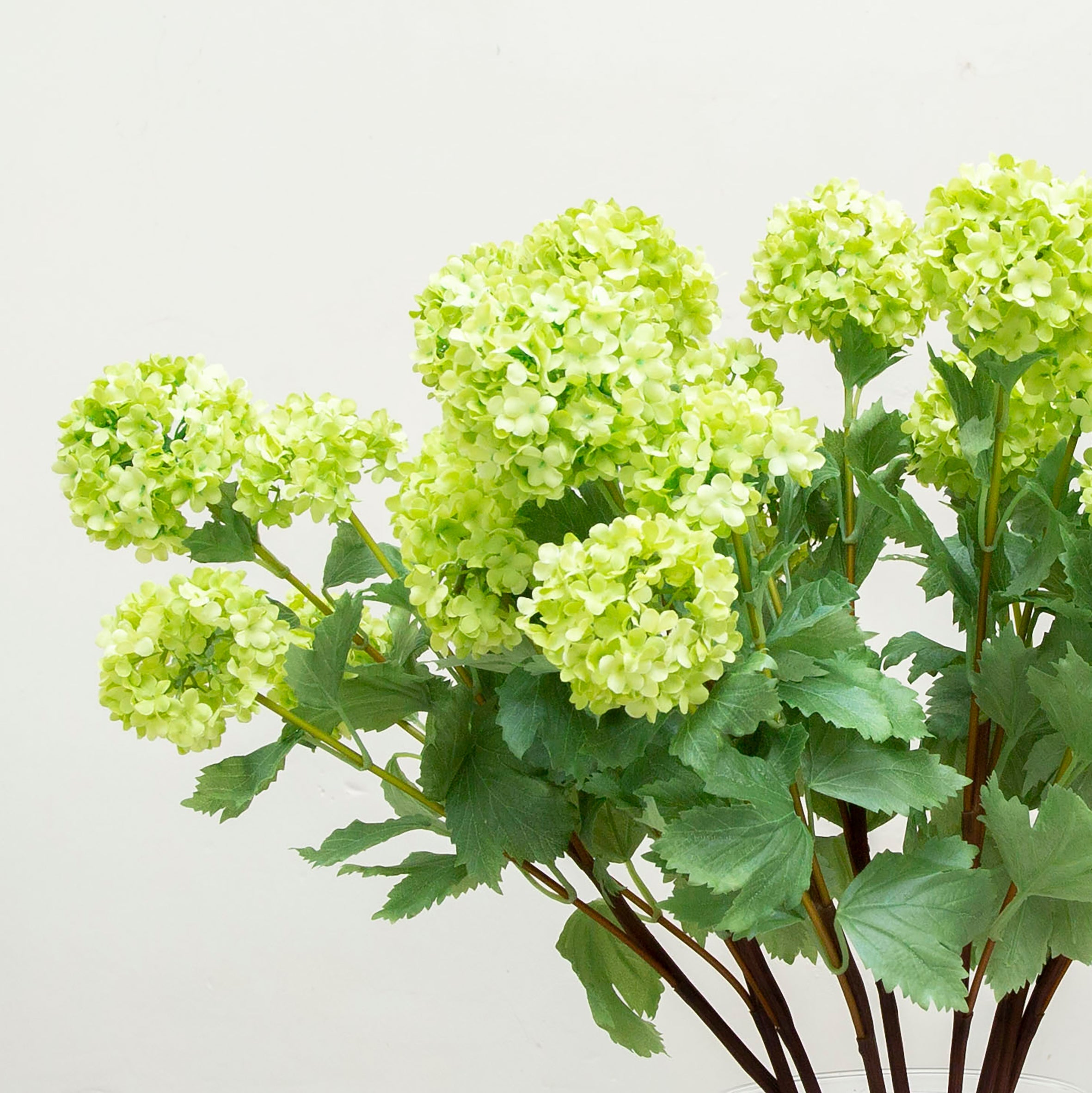 Vibermun in a stunning fresh green with three flowering heads on a long stem with leaves. Peony