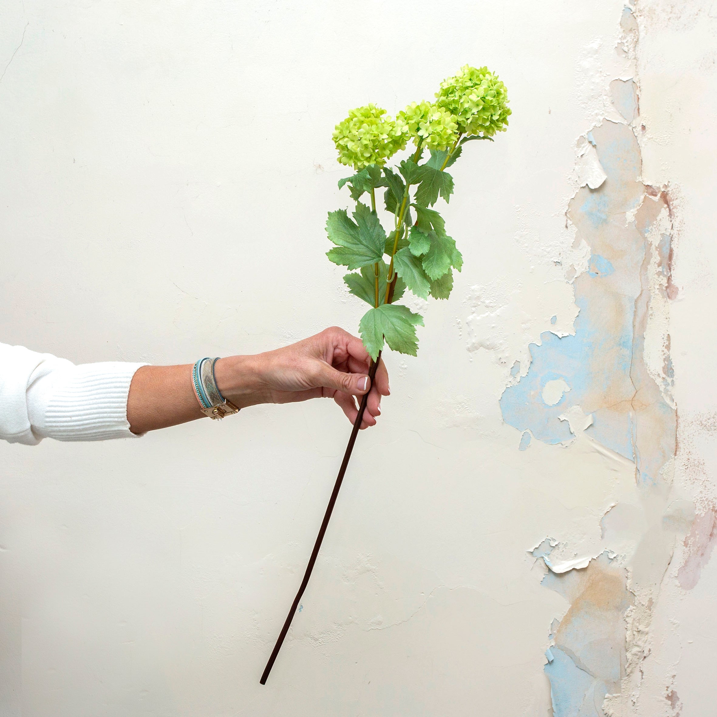 Vibermun in a stunning fresh green with three flowering heads on a long stem with leaves. Peony