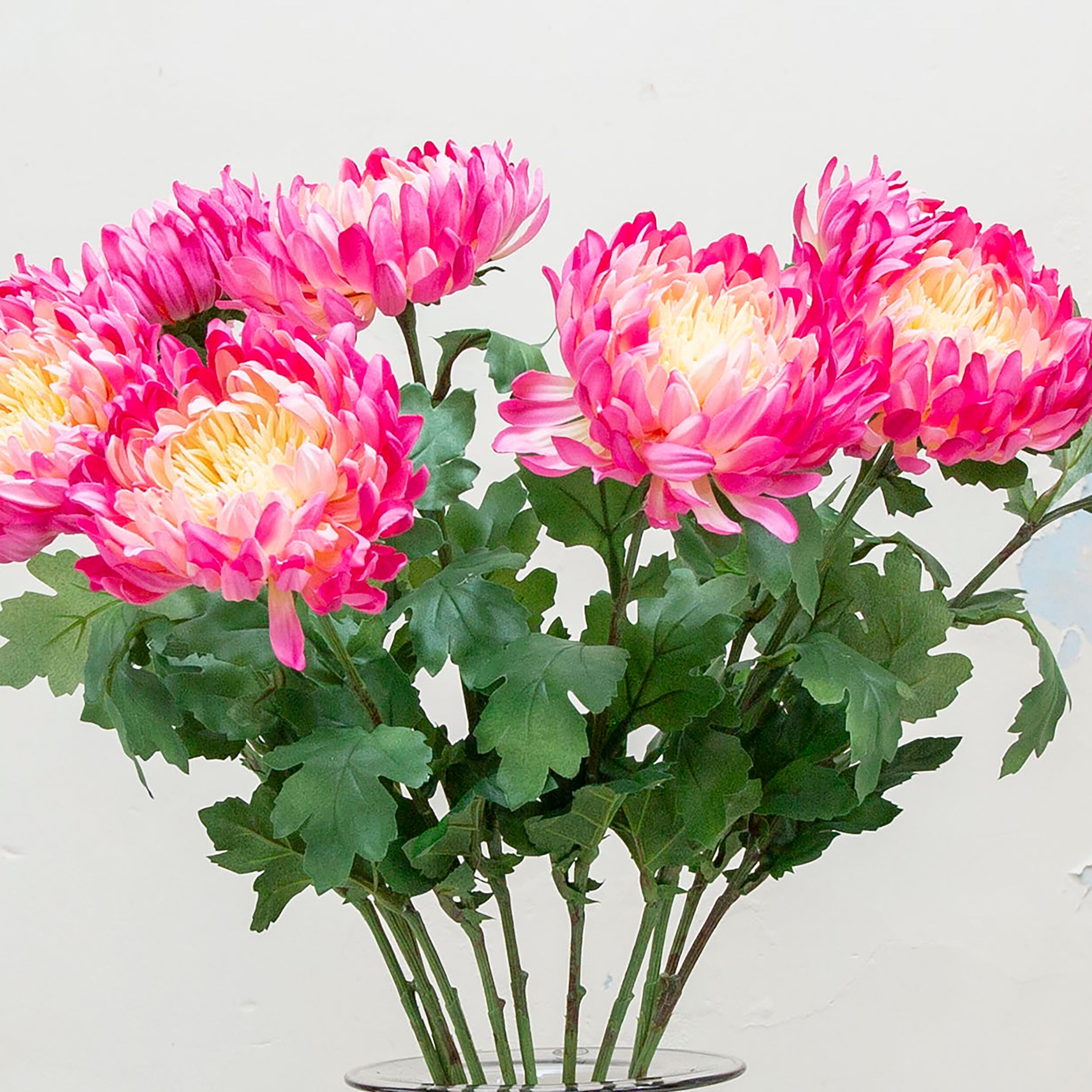 Vibrant fushia pink with yellow centre chrysanthemum. Peony