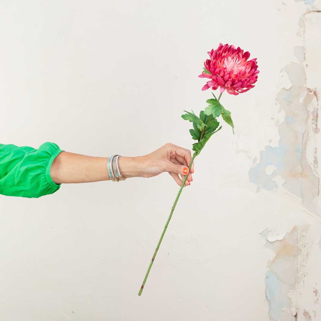 Fuchsia Chrysanthemum with Leaves on a Long Stem Peony