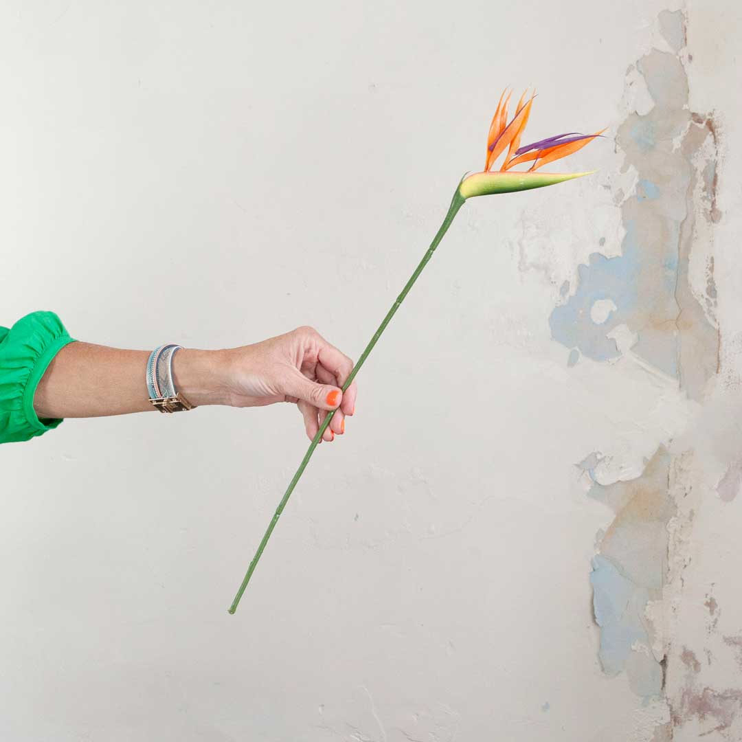 Orange Bird Of Paradise on a Long Stem Peony