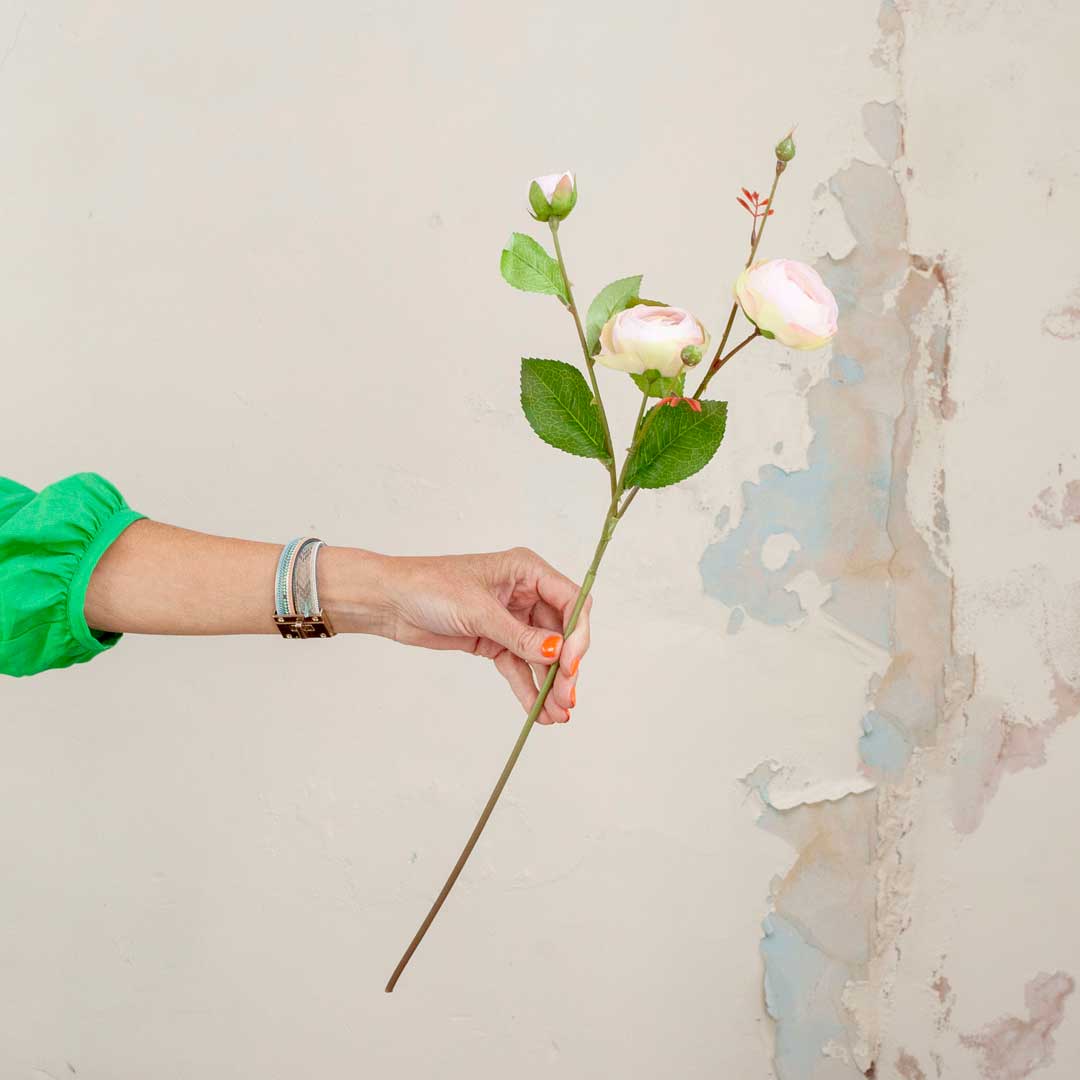 Pale Pink Ranunculus Stem with Buds and Leaves Peony