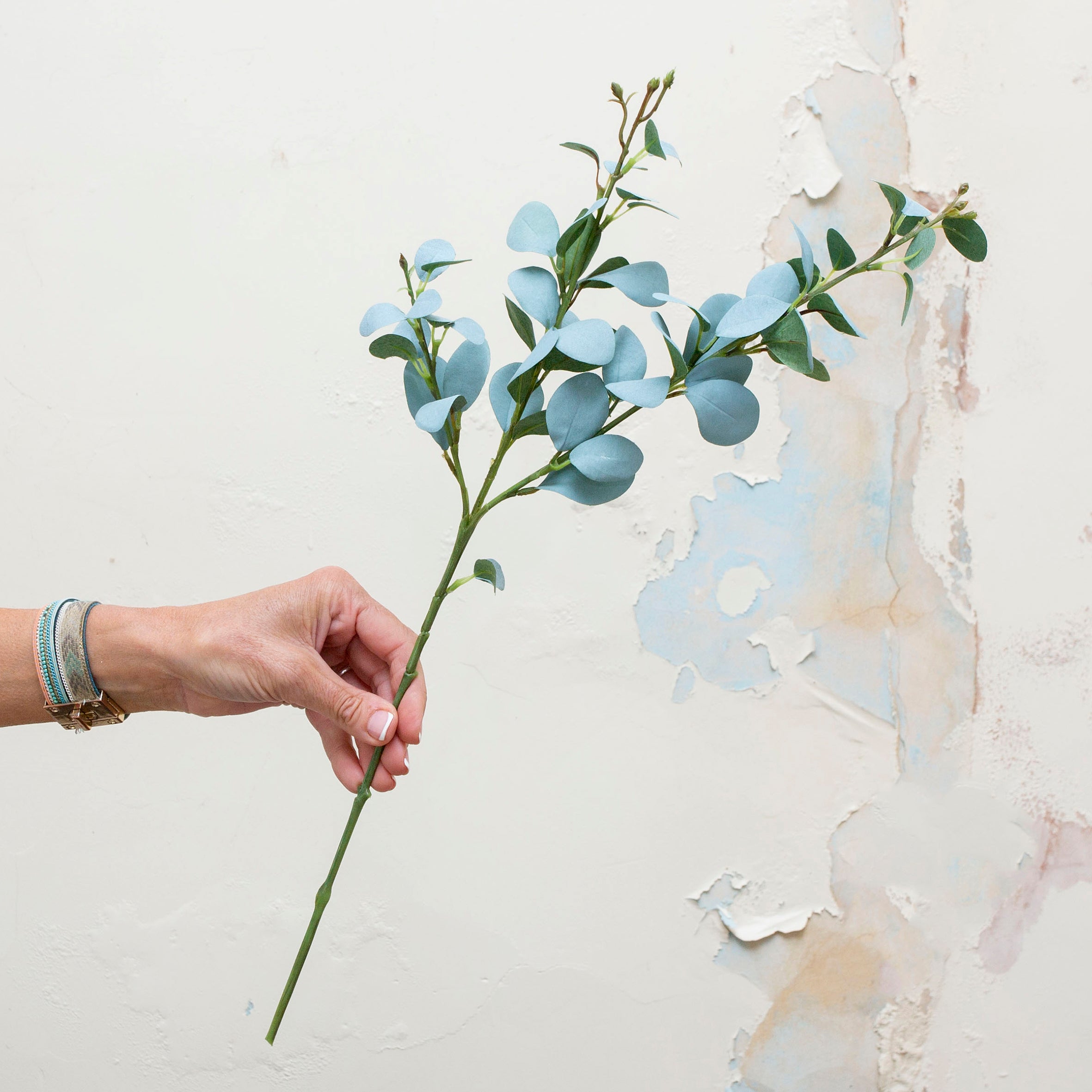 Eucalyptus stem with many leaves. Peony
