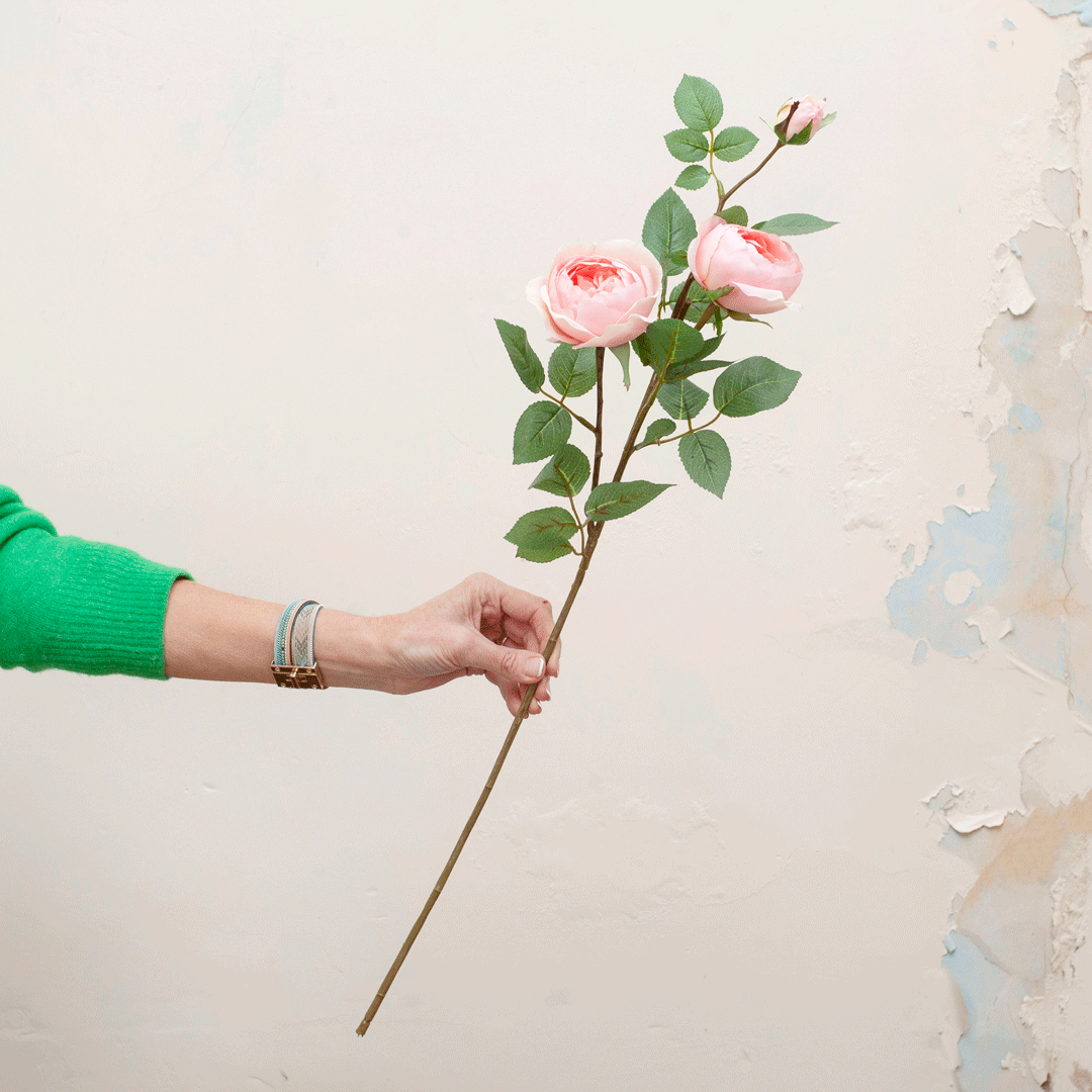 Pale pink roses with rose foliage Peony