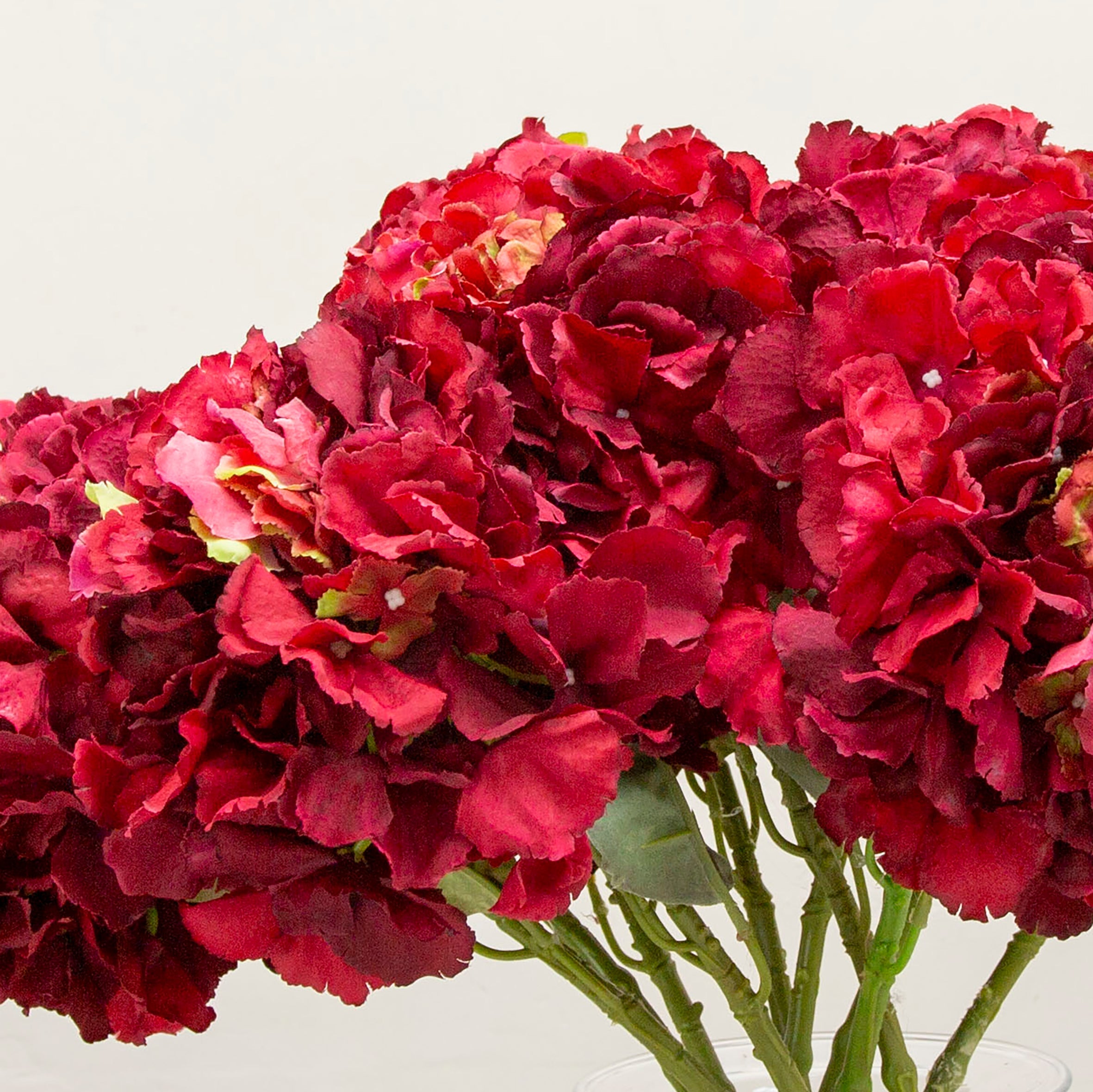 Red pom pom hydrangea with leaves on a long stem. Peony