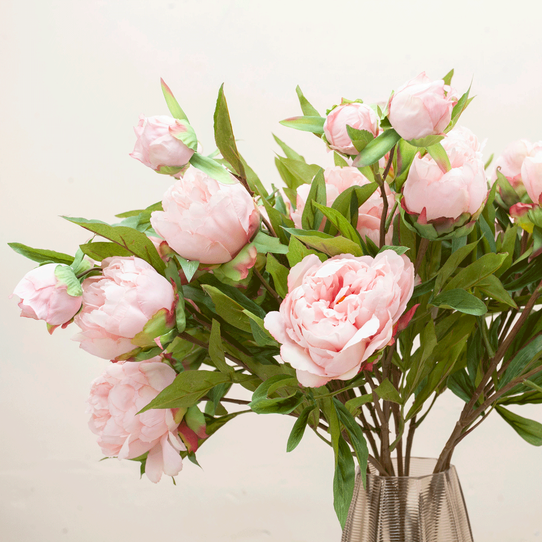 Peonies in pale pink on a long stem Peony