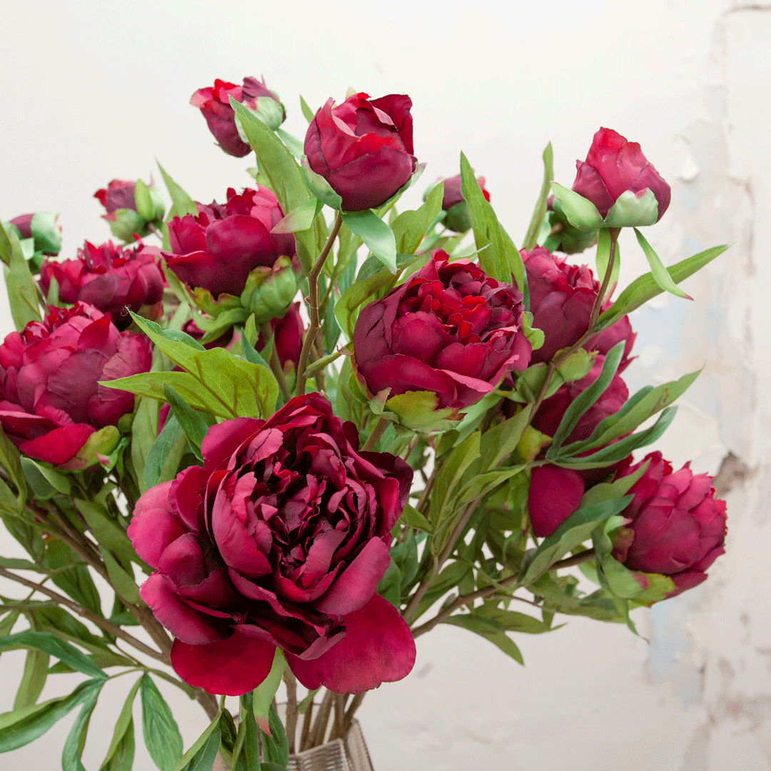 Peonies in a dark fuchsia on a long stem Peony