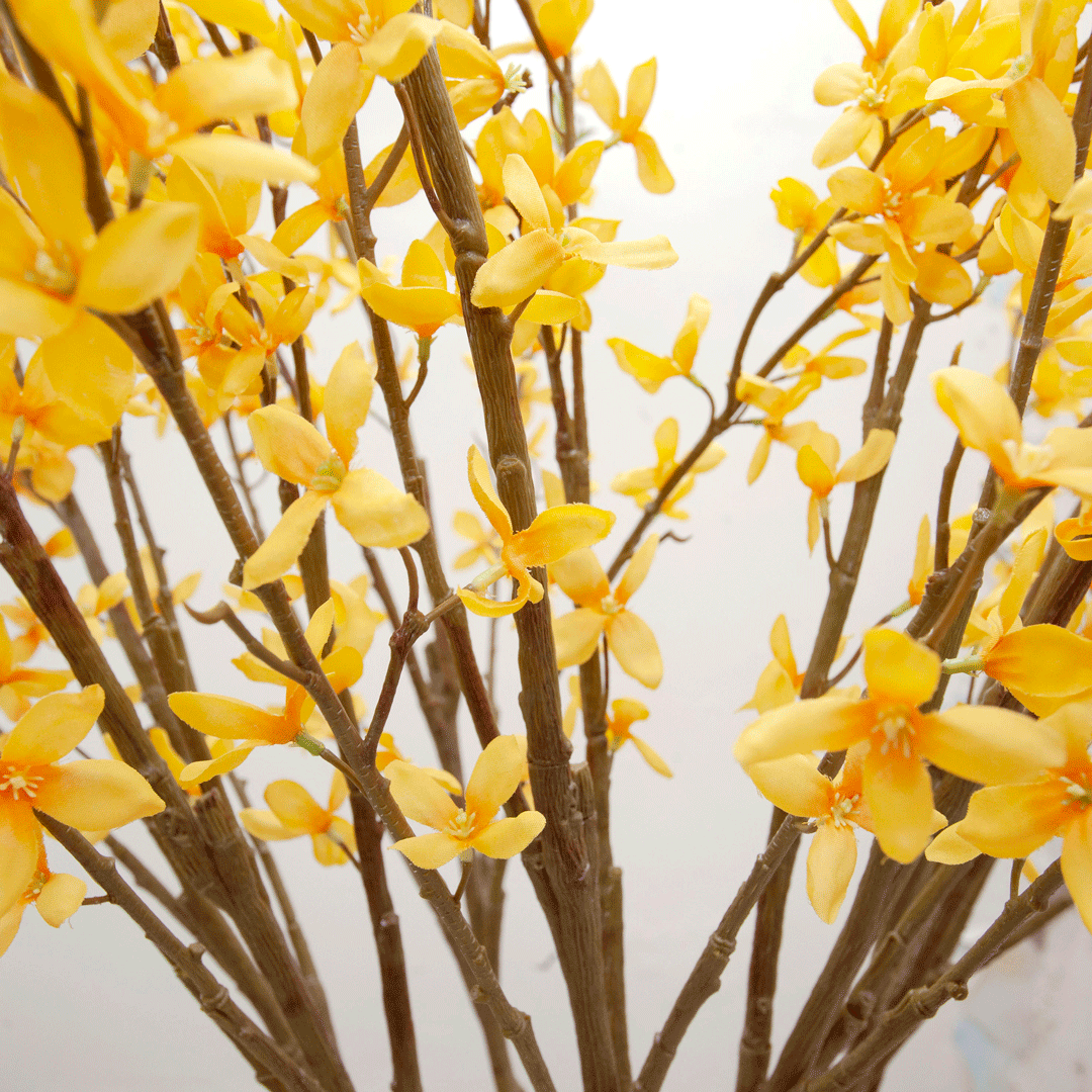 Yellow long stemmed forsythia Peony