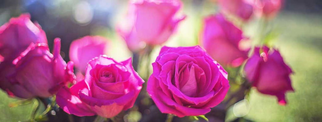 June Flower of the Month: Roses