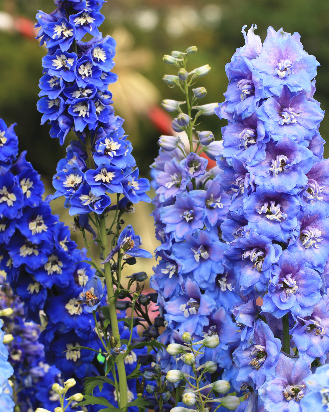 July Flower of the month - Delphiniums