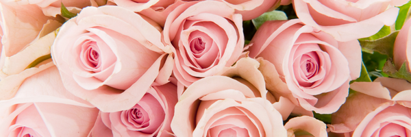 Valentine's Day Roses