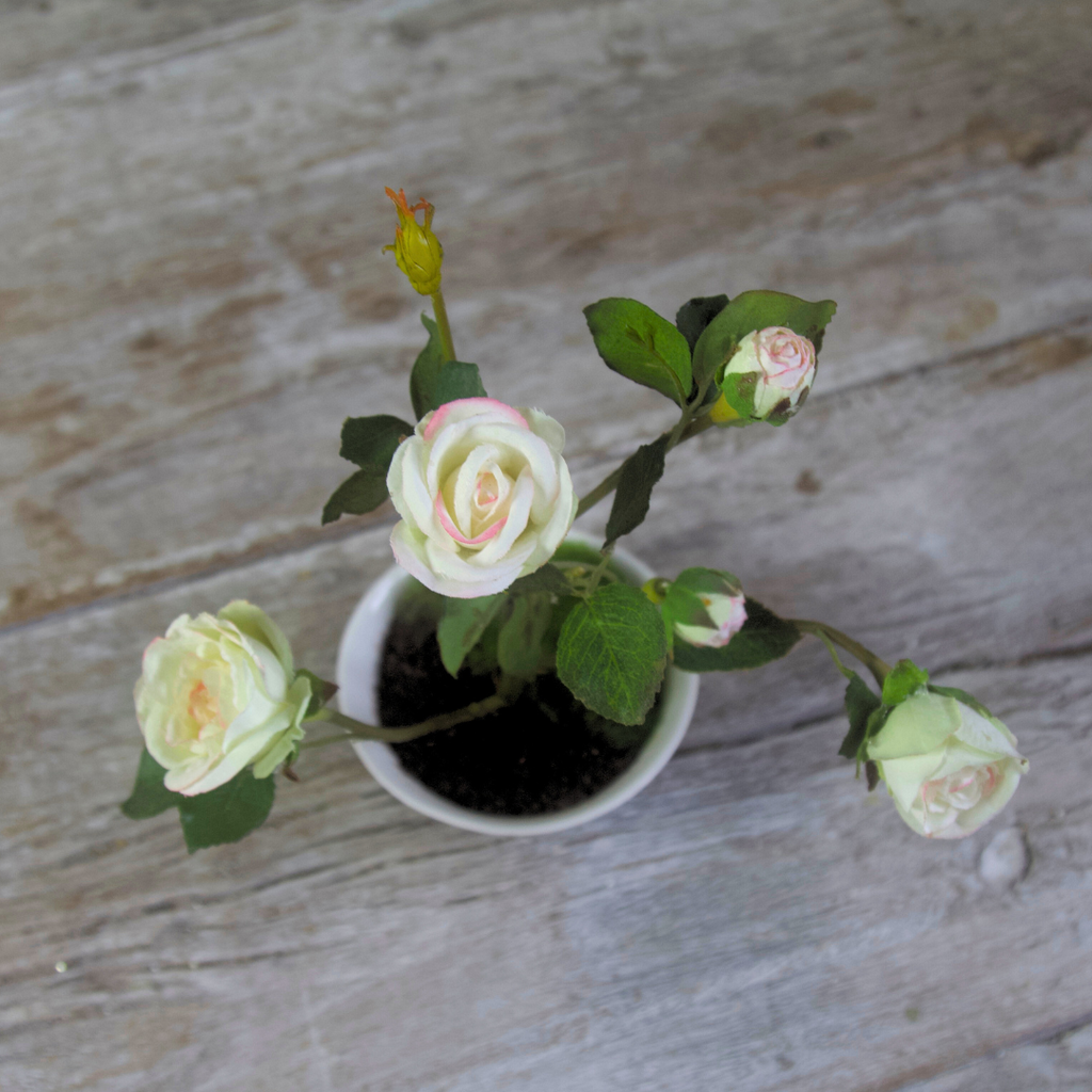 Mini White Rose in Rice Bowl with Moss