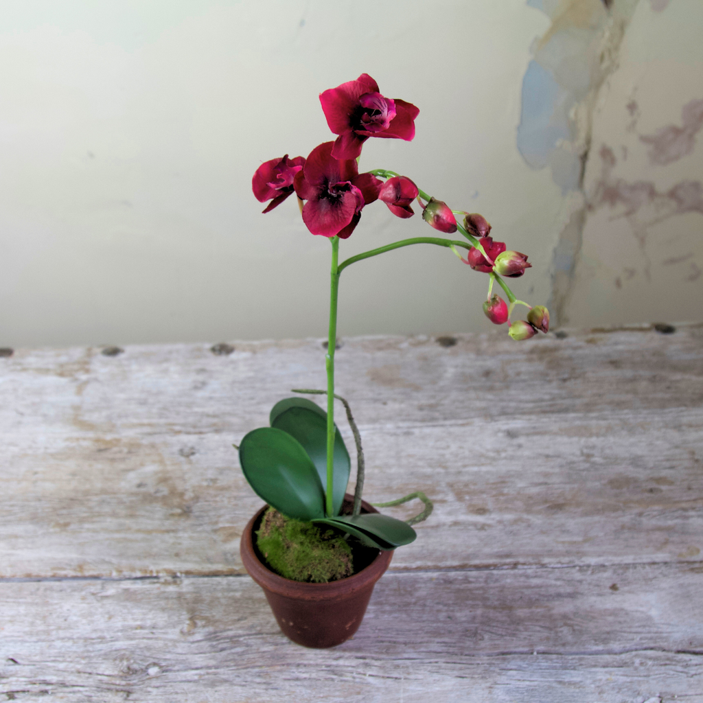 Potted Phalaenopsis Orchid with Moss