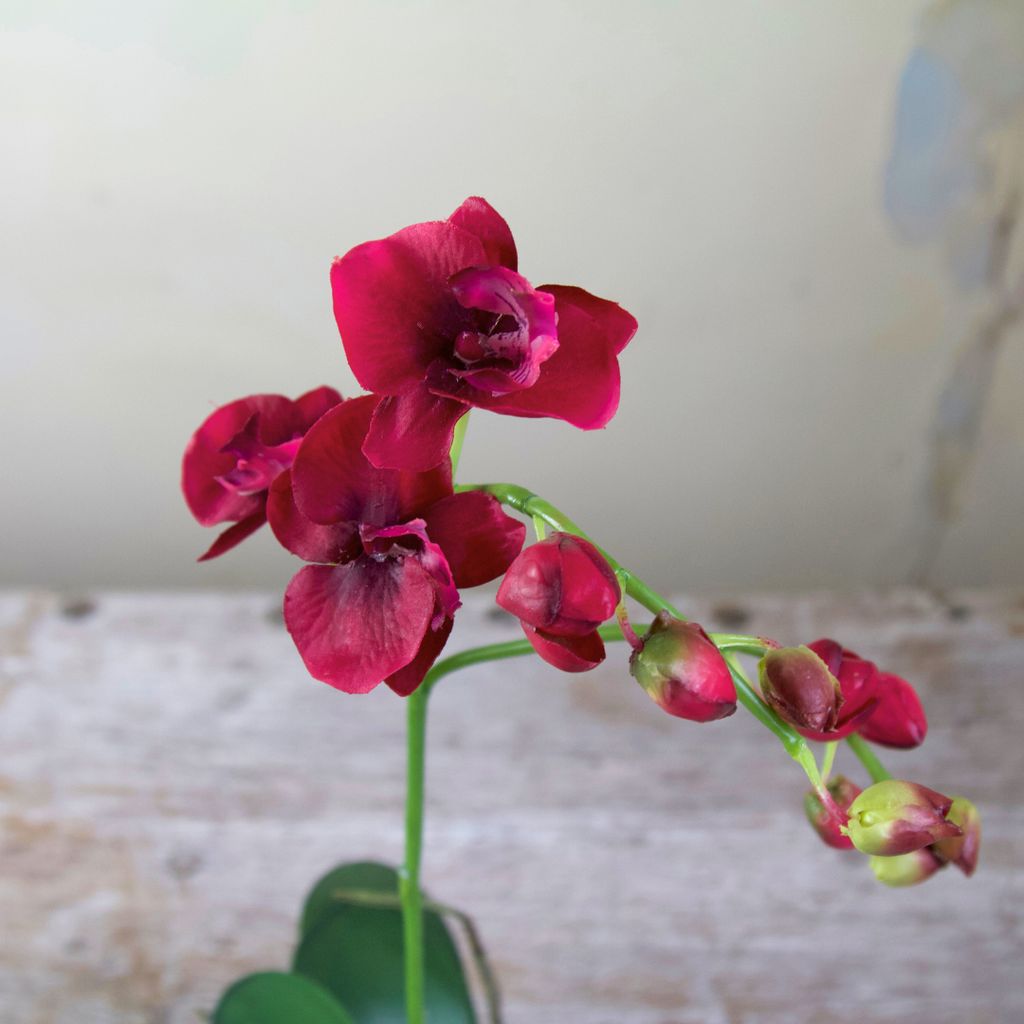 Potted Phalaenopsis Orchid with Moss