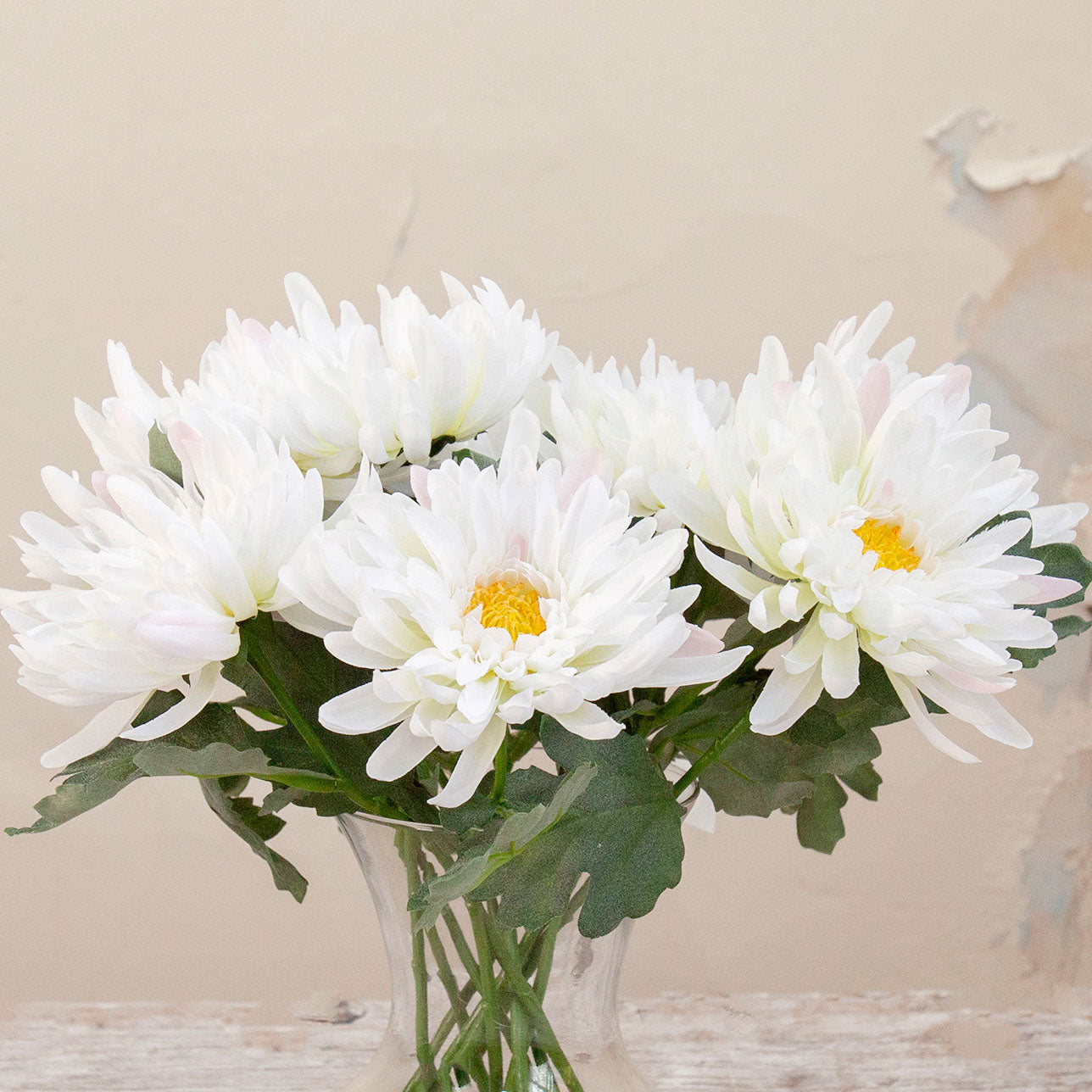 Close up of artificial white chrysanthemum stems with green foliage displayed in a clear glass vase