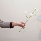 Artificial bridal white sweet pea stem held in hand, featuring delicate white blooms on fine branching stems with green leaves